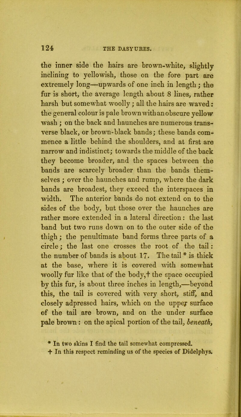 the inner side the hairs are brown-white, slightly inclining to yellowish, those on the fore part are extremely long—upwards of one inch in length; the fur is short, the average length about 8 lines, rather harsh hut somewhat woolly; all the hairs are waved: the general colour is pale brown with an obscure yellow wash ; on the back and haunches are numerous trans- verse black, or brown-black bands; these bands com- mence a little behind the shoulders, and at first are narrow and indistinct; towards the middle of the back they become broader, and the spaces betw'een the bands are scarcely broader than the bands them- selves ; over the haunches and rump, where the dark bands are broadest, they exceed the interspaces in width. The anterior bands do not extend on to the sides of the body, but those over the haunches are rather more extended in a lateral direction: the last band but two runs down on to the outer side of the thigh; the penultimate band forms three parts of a circle; the last one crosses the root of the tail; the number of bands is about 17. The tail * is thick at the base, where it is covered with somewhat woolly fur like that of the body,t the space occupied by this fur, is about three inches in length,—beyond this, the tail is covered with very short, stiff, and closely adpressed hairs, which on the uppegr surface of the tail are brown, and on the under surface pale brovra: on the apical portion of the tail, beneath, * In two skins I find the tail somewhat compressed. + In this respect reminding us of the species of Didelphys.