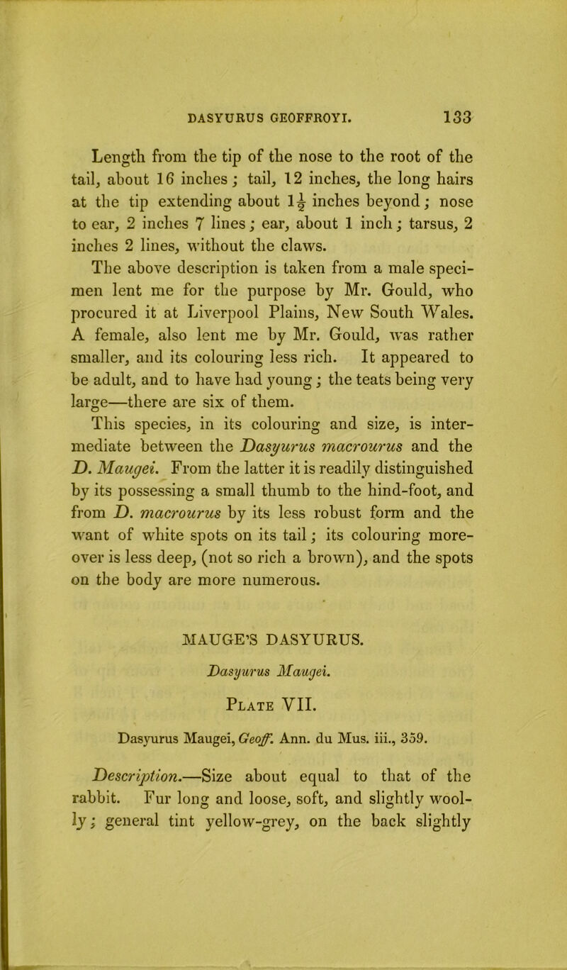 Length from the tip of the nose to the root of the tail, about 16 inches; tail, 12 inches, the long hairs at the tip extending about inches beyond; nose to ear, 2 inches 7 lines; ear, about 1 inch; tarsus, 2 inches 2 lines, without the claws. The above description is taken from a male speci- men lent me for the purpose by Mr. Gould, who procured it at Liverpool Plains, New South Wales. A female, also lent me by Mr. Gould, was rather smaller, and its colouring less rich. It appeared to be adult, and to have had young; the teats being very large—there are six of them. This species, in its colouring and size, is inter- mediate between the T>asyurus macrourus and the D. Maugei. From the latter it is readily distinguished by its possessing a small thumb to the hind-foot, and from D. macrourus by its less robust form and the want of white spots on its tail; its colouring more- over is less deep, (not so rich a brown), and the spots on the body are more numerous. IMAUGE’S DASYURUS. Dasyurus Maugei. Plate VII. Dasyurus Maugei, Geoff. Ann. du Mus. iii., 359. Description.—Size about equal to that of the rabbit. Fur long and loose, soft, and slightly wool- ly ; general tint yellow-grey, on the back slightly