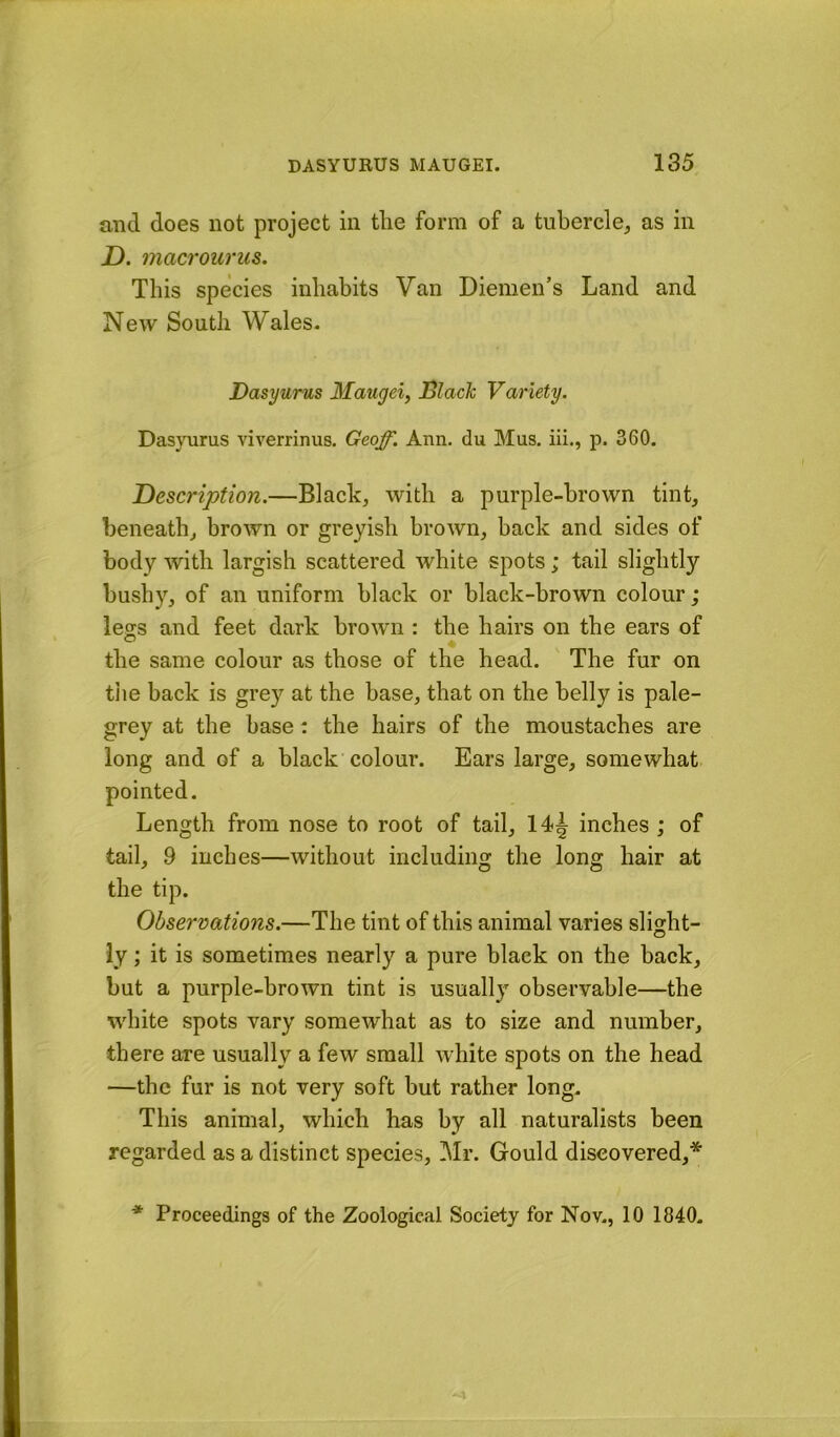 and does not project in the form of a tubercle, as in D. macrourus. This species inhabits Van Diemen’s Land and New South Wales* Dasyurus Maugei, Black Variety. Das\oirus viverrinus. Geoff. Ann. du Mus. iii., p. 360. Description.—Black, with a purple-brown tint, beneath, brown or greyish brown, back and sides of body with largish scattered white spots; tail slightly bushy, of an uniform black or black-brown colour; legs and feet dark brown : the hairs on the ears of the same colour as those of the head. The fur on tiie back is grey at the base, that on the belly is pale- grey at the base: the hairs of the moustaches are long and of a black colour. Ears large, somewhat pointed. Length from nose to root of tail, 14^ inches ; of tail, 9 inches—without including the long hair at the tip. Observations.—The tint of this animal varies slight- ly; it is sometimes nearly a pure black on the back, but a purple-brown tint is usually observable—the white spots vary somewhat as to size and number, there are usually a few small white spots on the head —the fur is not very soft but rather long. This animal, which has by all naturalists been regarded as a distinct species, Mr. Gould discovered,* * Proceedings of the Zoological Society for Nov., 10 1840.