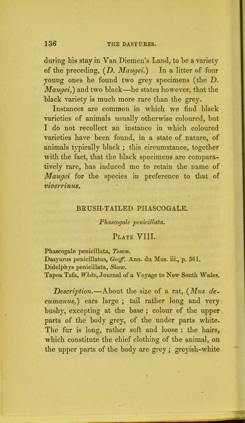 during his stay in Van Diemen’s Land, to he a variety of the preceding, (Z). Maugei.) In a litter of four young ones he found two grey specimens (the D. Maugei,') and two black—he states however, that the black variety is much more rare than the grey. Instances are common in which we find black varieties of animals usually otherwise coloured, hut I do not recollect an instance in which coloured varieties have been found, in a state of nature, of animals typically black ; this circumstance, together with the fact, that the black specimens are compara- tively rare, has induced me to retain the name of Maugei for the species in preference to that of viverrinus. BRUSH-TAILED PHASCOGALE. Phascogale penicillata. Plate VIII. Phascogale penicillata, Temm. Dasyurus penicillatus, Geqpl Ann. du Mus. iii., p. 361. Didelphys penicillata, Shaw. Tapoa Tafa, IF7i2^e, Journal of a Voyage to New South Wales. T>escription.—About the size of a rat, (Mus de~ cuma?ius,) ears large ; tail rather long and very bushy, excepting at the base ; colour of the upper parts of the body grey, of the under parts white. The fur is long, rather soft and loose : the hairs, which constitute the chief clothing of the animal, on the upper parts of the body are grey; greyish-white