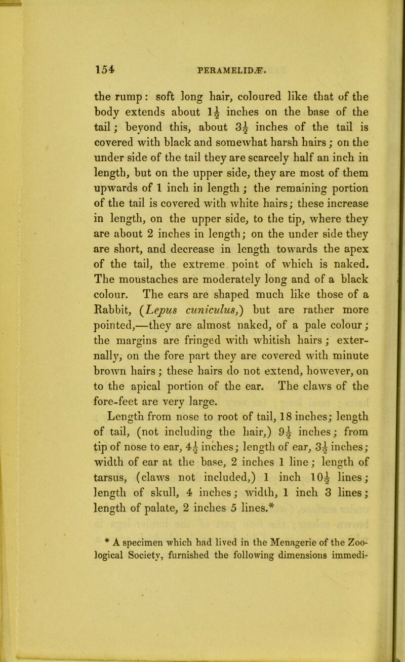 the rump: soft long hair, coloured like that of the body extends about inches on the base of the tail; beyond this, about 3^ inches of the tail is covered with black and somewhat harsh hairs; on the under side of the tail they are scarcely half an inch in length, but on the upper side, they are most of them upwards of 1 inch in length ; the remaining portion of the tail is covered with white hairs; these increase in length, on the upper side, to the tip, where they are about 2 inches in length; on the under side they are short, and decrease in length towards the apex of the tail, the extreme point of which is naked. The moustaches are moderately long and of a black colour. The ears are shaped much like those of a Rabbit, (^Lepus cuniculus,') but are rather more pointed,—they are almost naked, of a pale colour; the margins are fringed with whitish hairs ; exter- nally, on the fore part they are covered with minute brown hairs; these hairs do not extend, however, on to the apical portion of the ear. The claws of the fore-feet are very large. Length from nose to root of tail, 18 inches; length of tail, (not including the hair,) 9^ inches; from tip of nose to ear, 4^ inches; length of ear, 3^ inches; width of ear at the base, 2 inches 1 line; length of tarsus, (claws not included,) 1 inch 10^ lines; length of skull, 4 inches; width, 1 inch 3 lines; length of palate, 2 inches 5 lines.* * A specimen which had lived in the Menagerie of the Zoo- logical Society, furnished the following dimensions immedi-