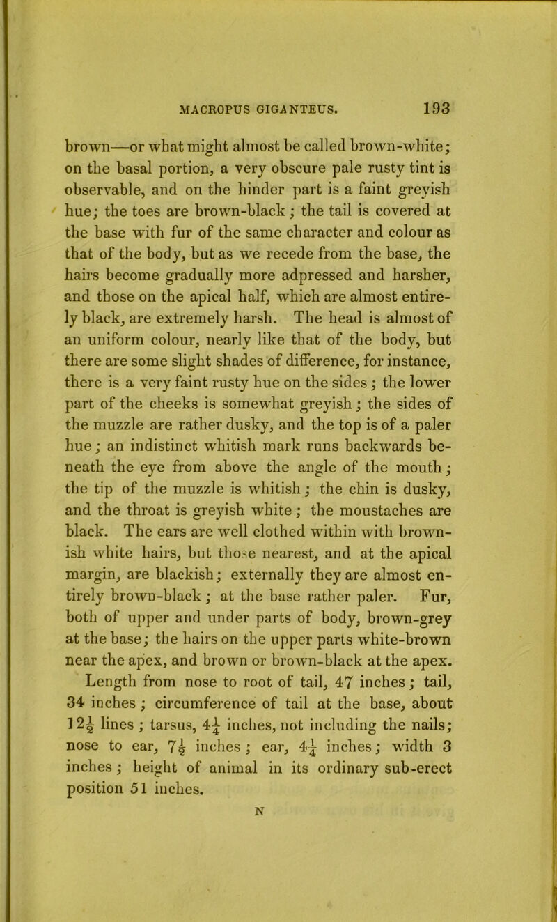 brown—or what might almost be called brown-white; on the basal portion, a very obscure pale rusty tint is observable, and on the hinder part is a faint greyish hue; the toes are brown-black; the tail is covered at the base with fur of the same character and colour as that of the body, but as we recede from the base, the hairs become gradually more adpressed and harsher, and those on the apical half, which are almost entire- ly black, are extremely harsh. The head is almost of an uniform colour, nearly like that of the body, but there are some slight shades of difference, for instance, there is a very faint rusty hue on the sides; the lower part of the cheeks is somewhat greyish; the sides of the muzzle are rather dusky, and the top is of a paler hue; an indistinct whitish mark runs backwards be- neath the eye from above the angle of the mouth; the tip of the muzzle is whitish; the chin is dusky, and the throat is greyish white; the moustaches are black. The ears are well clothed within with brown- ish white hairs, but those nearest, and at the apical margin, are blackish; externally they are almost en- tirely brown-black; at the base rather paler. Fur, both of upper and under parts of body, brown-grey at the base; the hairs on the upper parts white-brown near the apex, and brown or brown-black at the apex. Length from nose to root of tail, 47 inches; tail, 34 inches ; circumference of tail at the base, about 12^ lines ; tarsus, 4^ inches, not including the nails; nose to ear, 7| inches; ear, 4^ inches; wddth 3 inches; height of animal in its ordinary sub-erect position 51 inches. N