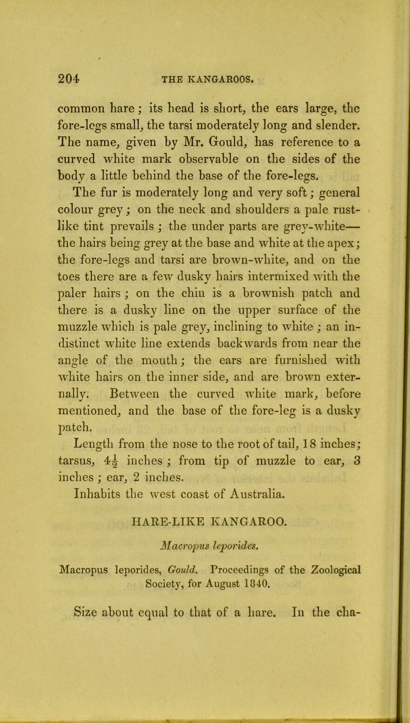 common hare; its head is short, the ears large, the fore-legs small, the tarsi moderately long and slender. The name, given by Mr. Gould, has reference to a curved white mark observable on the sides of the body a little behind the base of the fore-legs. The fur is moderately long and very soft; general colour grey; on the neck and shoulders a pale rust- • like tint prevails ; the under parts are grey-wdiite— the hairs being grey at the base and white at the apex; the fore-legs and tarsi are brown-white, and on the toes there are a few duskv hairs intermixed with the paler hairs ; on the chin is a brownish patch and there is a dusky line on the upper surface of the muzzle which is pale grey, inclining to white ; an in- distinct white line extends backwards from near the angle of the mouth; the ears are furnished with white hairs on the inner side, and are brown exter- nally. Between the curved white mark, before mentioned, and the base of the fore-leg is a dusky patch. Length from the nose to the root of tail, 18 inches; tarsus, 4^ inches ; from tip of muzzle to ear, 3 inches ; ear, 2 inches. Inhabits the west coast of Australia. HARE-LIKE KANGAROO. Macropus hporides. Macropus leporides, Gould. Proceedings of the Zoological Society, for August 1840. Size about equal to that of a hare. In the cha-