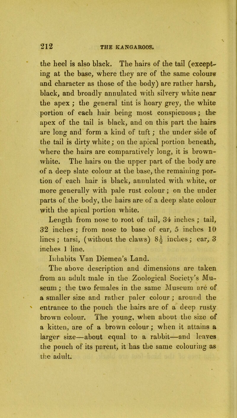 the heel is also black. The hairs of the tail (except- ing at the base, where they are of the same colours and character as those of the body) are rather harsh, black, and broadly annulatcd with silvery white near the apex ; the general tint is hoary grey, the white portion of each hair being most conspicuous; the apex of the tail is black, and on this part the hairs are long and form a kind of tuft; the under side of the tail is dirty white; on the apical portion beneath, where the hairs are comparatively long, it is brown- white. The hairs on the upper part of the body are of a deep slate colour at the base, the remaining por- tion of each hair is black, annulated with white, or more generally with pale rust colour; on the under parts of the body, the hairs are of a deep slate colour with the apical portion white. Length from nose to root of tail, 34 inches ; tail, 32 inches ; from nose to base of ear, 5 inches IQ lines; tarsi, (without the claws) 8^ inches; ear, 3 inches 1 line. Inhabits Van Diemen’s Land. The above description and dimensions are taken from an adult male in the Zoological Society’s Mu- seum ; the two females in the same Museum are of a smaller size and rather paler colour ; around the entrance to the pouch the hairs are of a deep rusty brown colour. The young, when about the size of a kitten, are of a brown colour; when it attains a larger size—about equal to a rabbit—and leaves the pouch of its parent, it has the same colouring as tlic adult.