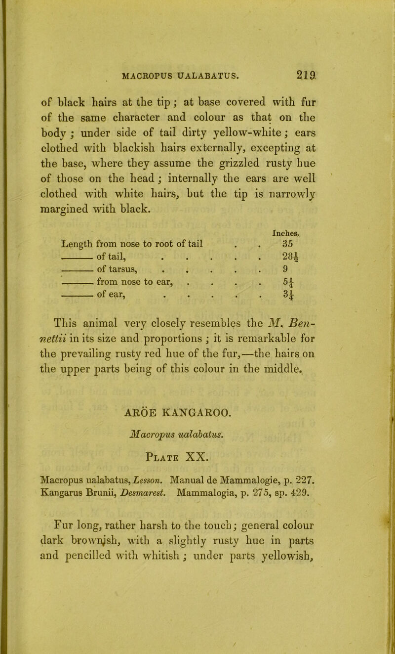 of black hairs at the tip; at base covered with fur of the same character and colour as that on the body ; under side of tail dirty yellow-white; ears clothed with blackish hairs externally, excepting at the base, where they assume the grizzled rusty hue of those on the head; internally the ears are well clothed with white hairs, but the tip is narrowly margined with black. Length from nose to root of tail of tail, of tarsus, from nose to ear, of ear. Inches. 35 281 9 Of This animal very closely resembles the 3f. Ben- nettii in its size and proportions ; it is remarkable for the prevailing rusty red hue of the fur,—the hairs on the upper parts being of this colour in the middle. AROE KANGAROO. Macropus ualabatus. Plate XX. Macropus ualabatus, Zessow. Manual de Mammalogie, p. 227. Kangarus Brunii, Desrnarest. Mammalogia, p. 275, sp. 429. Fur long, rather harsh to the touch; general colour dark brownish, with a slightly rusty hue in parts and pencilled with whitish; under parts yellowish.