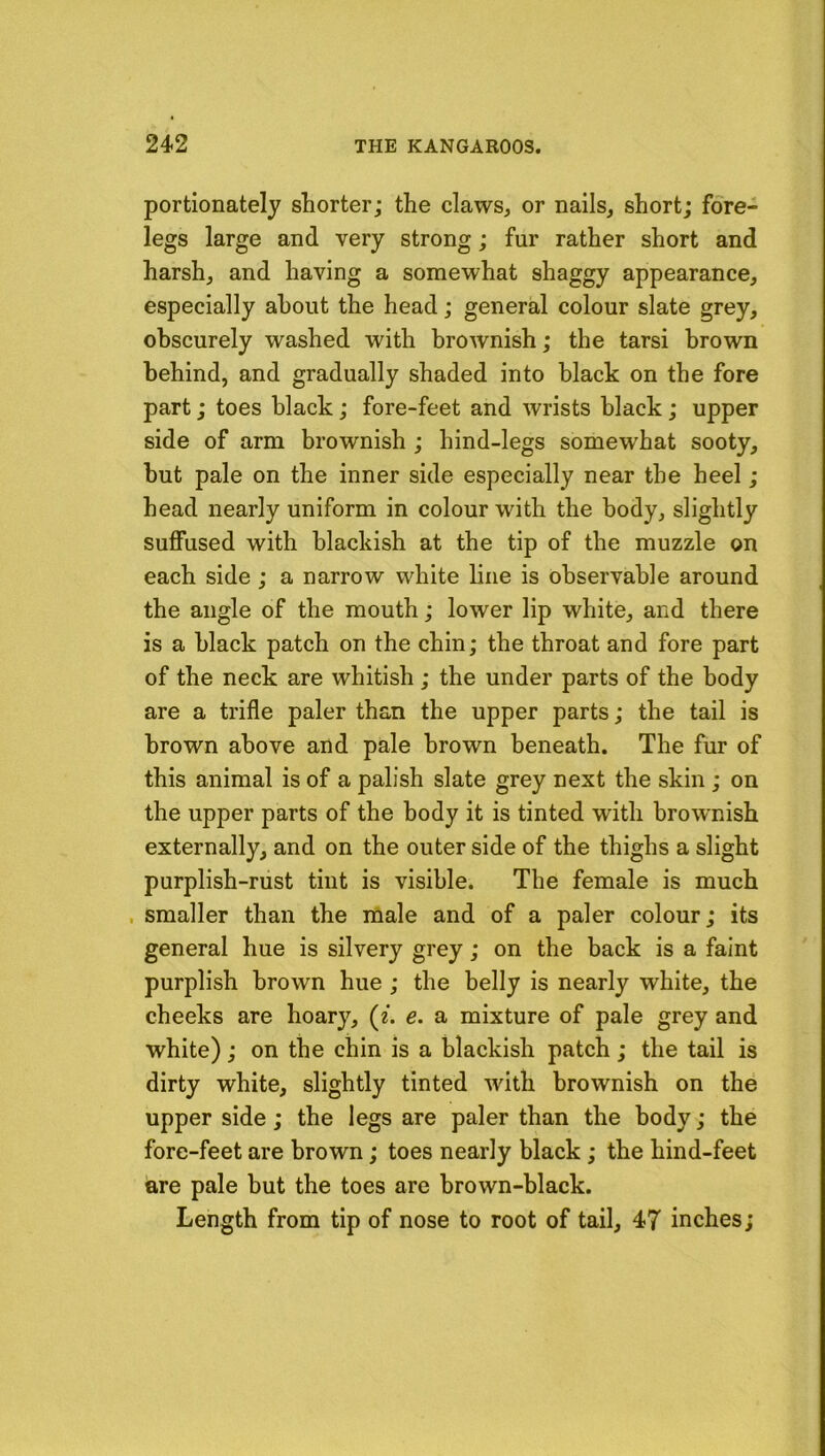 portionately shorter; the claws, or nails, short; fore- legs large and very strong; fur rather short and harsh, and having a somewhat shaggy appearance, especially about the head; general colour slate grey, obscurely washed with brownish; the tarsi brown behind, and gradually shaded into black on the fore part; toes black; fore-feet and wrists black; upper side of arm brownish ; hind-legs somewhat sooty, hut pale on the inner side especially near the heel ; head nearly uniform in colour with the body, slightly suffused with blackish at the tip of the muzzle on each side ; a narrow white line is observable around the angle of the mouth; lower lip white, and there is a black patch on the chin; the throat and fore part of the neck are whitish ; the under parts of the body are a trifle paler than the upper parts; the tail is brown above and pale brown beneath. The fur of this animal is of a palish slate grey next the skin ; on the upper parts of the body it is tinted with brownish externally, and on the outer side of the thighs a slight purplish-rust tint is visible. The female is much , smaller than the male and of a paler colour; its general hue is silvery grey; on the back is a faint purplish brown hue ; the belly is nearly white, the cheeks are hoary, (e. e. a mixture of pale grey and white); on the chin is a blackish patch; the tail is dirty white, slightly tinted with brownish on the upper side; the legs are paler than the body; the fore-feet are brown; toes nearly black ; the hind-feet are pale but the toes are brown-black. Length from tip of nose to root of tail, 47 inches;