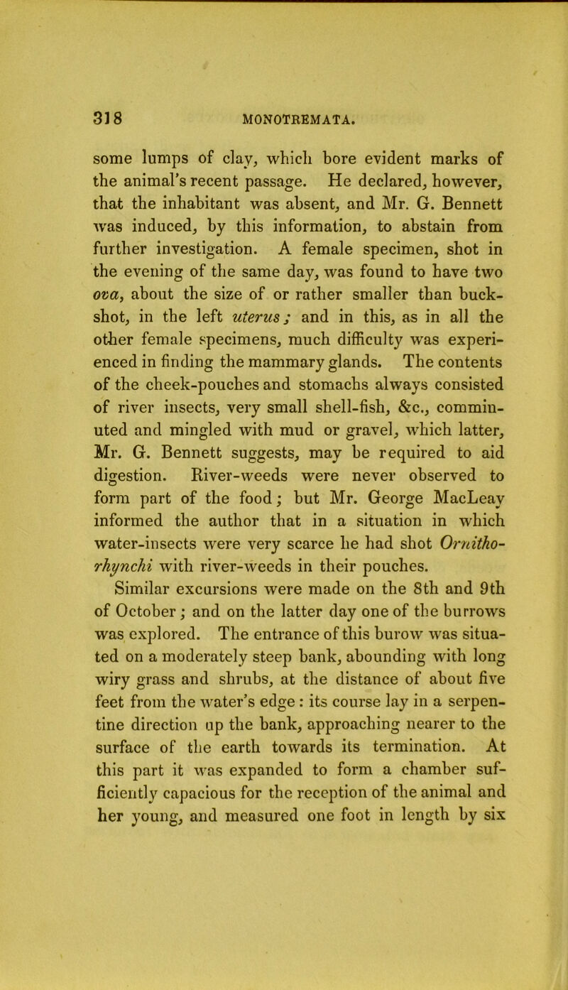 some lumps of clay^ which bore evident marks of the animal’s recent passage. He declared, however, that the inhabitant was absent, and Mr. G. Bennett Avas induced, by this information, to abstain from further investigation. A female specimen, shot in the evening of the same day, was found to have two about the size of or rather smaller than buck- shot, in the left uterus; and in this, as in all the other female specimens, much difficulty w'as experi- enced in finding the mammary glands. The contents of the cheek-pouches and stomachs always consisted of river insects, very small shell-fish, &c., commin- uted and mingled with mud or gravel, wiiich latter, Mr. G. Bennett suggests, may be required to aid digestion. River-weeds were never observed to form part of the food; but Mr. George MacLeay informed the author that in a situation in which water-insects were very scarce he had shot Ornitho- rhynchi with river-weeds in their pouches. Similar excursions were made on the 8th and 9th of October; and on the latter day one of the burrows was explored. The entrance of this burow was situa- ted on a moderately steep bank, abounding with long wiry grass and shrubs, at the distance of about five feet from the water’s edge : its course lay in a serpen- tine direction up the bank, approaching nearer to the surface of the earth towards its termination. At this part it was expanded to form a chamber suf- ficiently capacious for the reception of the animal and her young, and measured one foot in length by six