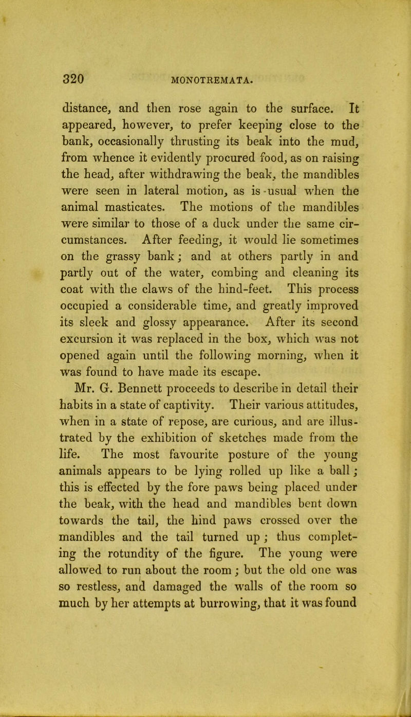 distance, and then rose again to the surface. It appeared, however, to prefer keeping close to the hank, occasionally thrusting its beak into the mud, from whence it evidently procured food, as on raising the head, after withdrawing the beak, the mandibles were seen in lateral motion, as is -usual when the animal masticates. The motions of the mandibles were similar to those of a duck under the same cir- cumstances. After feeding, it would lie sometimes on the grassy bank; and at others partly in and partly out of the water, combing and cleaning its coat with the claws of the hind-feet. This process occupied a considerable time, and greatly improved its sleek and glossy appearance. After its second excursion it was replaced in the box, which was not opened again until the following morning, when it was found to have made its escape. Mr. G. Bennett proceeds to describe in detail their habits in a state of captivity. Their various attitudes, when in a state of repose, are curious, and are illus- trated by the exhibition of sketches made from the life. The most favourite posture of the young animals appears to be lying rolled up like a ball; this is effected by the fore paws being placed under the beak, with the head and mandibles bent down towards the tail, the hind paws crossed over the mandibles and the tail turned up; thus complet- ing the rotundity of the figure. The young were allowed to run about the room : but the old one was so restless, and damaged the walls of the room so much by her attempts at burrowing, that it was found