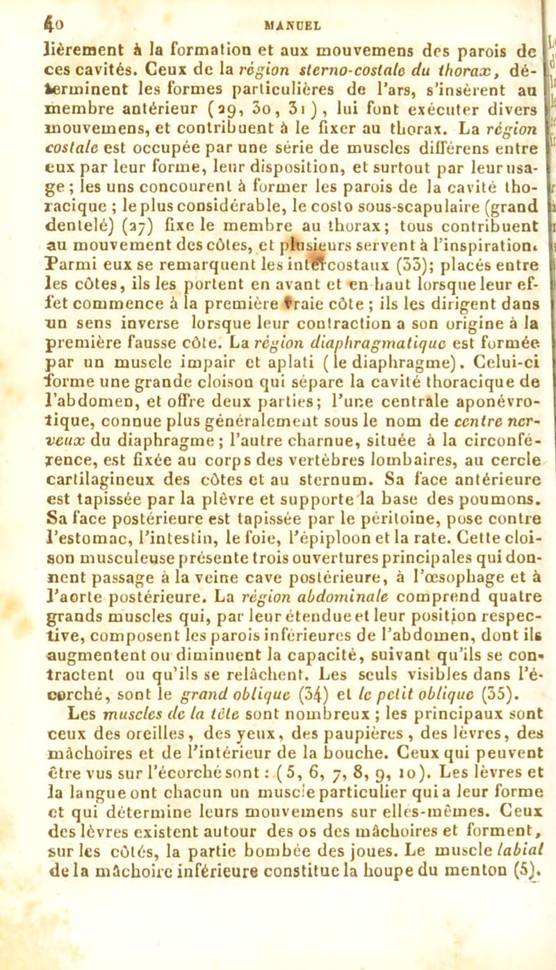 lièreraent à la formation et aux mouvemens des parois de ces cavités. Ceux de la région sterno-costale du thorax, dé- terminent les formes particulières de l’ars, s’insèrent au membre antérieur (39, 3o, 3i), lui font exécuter divers mouvemens, et contribuent à le fixer au thorax. La région costale est occupée par une série de muscles différons entre eux par leur forme, leur disposition, et surtout par leur usa- ge ; les uns concourent à former les parois de la cavité tho- racique ; le plus considérable, le costo sous-scapulaire (grand dentelé) (37) fixe le membre au thorax; tous contribuent au mouvement des côtes, et plusieurs servent à l'inspiration. Parmi eux se remarquent les int&costaux (33); placés entre les côtes, ils les portent en avant et en haut lorsque leur ef- fet commence à la première traie côte ; ils les dirigent dans un sens inverse lorsque leur contraction a son origine à la première fausse côte. La région diaphragmatique est formée par un muscle impair et aplati ( le diaphragme). Celui-ci forme une grande cloison qui sépare la cavité thoracique de l’abdomen, et offre deux parties; l’une centrale aponévro- tique, connue plus généralement sous le nom de centre ner- veux du diaphragme; l’autre charnue, située à la circonfé- rence, est fixée au corps des vertèbres lombaires, au cercle cartilagineux des côtes et au sternum. Sa face antérieure est tapissée par la plèvre et supporte la base des poumons. Sa face postérieure est tapissée par le péritoine, pose contre l’estomac, l’intestin, le foie, l’épiploon et la rate. Cette cloi- son musculeuse présente trois ouvertures principales qui don- nent passage à la veine cave postérieure, à l’oesophage et à l’aorte postérieure. La région abdominale comprend quatre grands muscles qui, par leur étendue et leur position respec- tive, composent les parois inférieures de l’abdomen, dont ils augmentent ou diminuent la capacité, suivant qu’ils se con- tractent ou qu’ils se relâchent. Les seuls visibles dans l’é- corché, sont le grand oblique (34) et le petit oblique (35). Les muscles de la tôle sont nombreux ; les principaux sont ceux des oreilles, des yeux, des paupières , des lèvres, des mâchoires et de l’intérieur de la bouche. Ceux qui peuvent être vus sur l’écorcbésont : (5, 6, 7, 8, 9, 10). Les lèvres et la langue ont chacun un muscle particulier qui a leur forme et qui détermine leurs mouvemens sur elles-mêmes. Ceux des lèvres existent autour des os des mâchoires et forment, sur les côtés, la partie bombée des joues. Le muscle labial de la mâchoire inférieure constitue la houpe du menton (5).