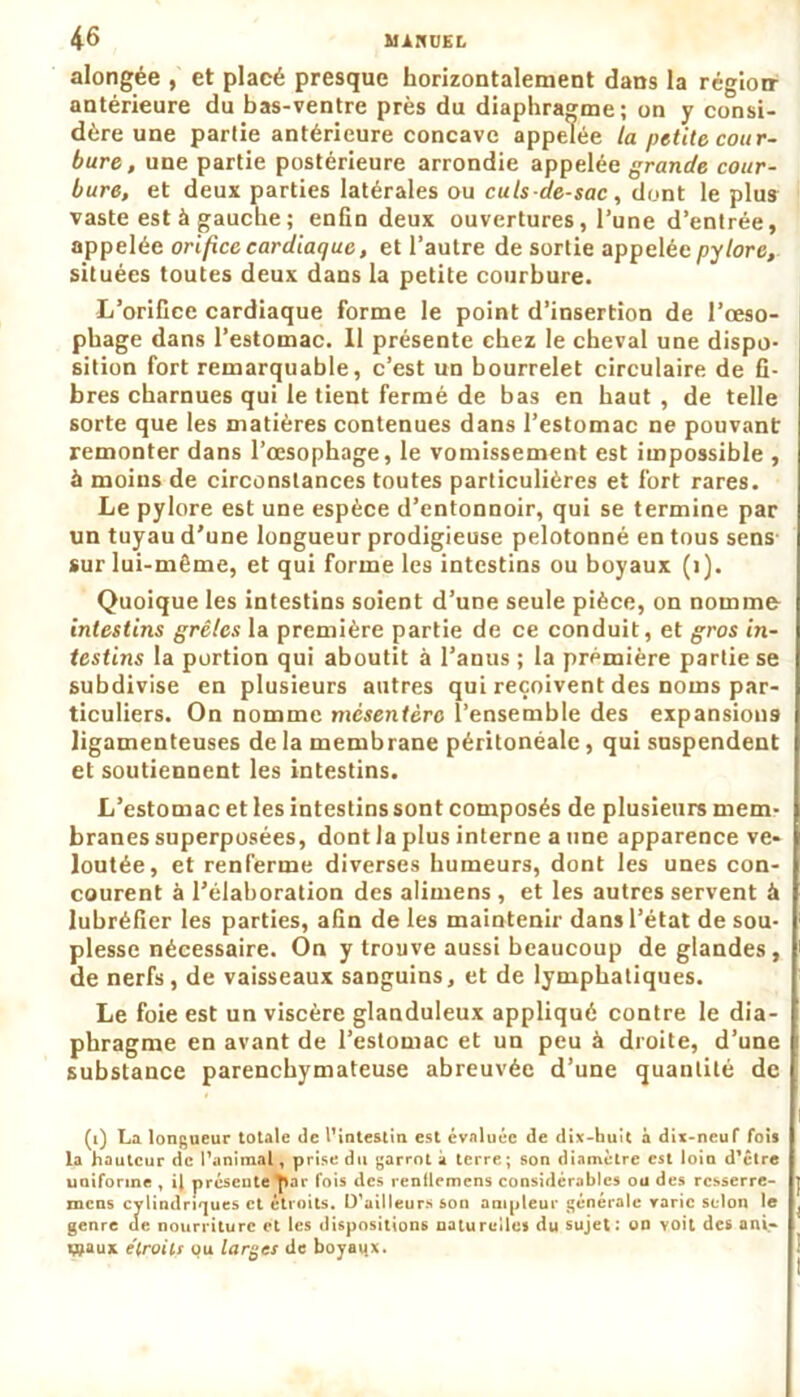 alongée , et placé presque horizontalement dans la régioir antérieure du bas-ventre près du diaphragme; on y consi- dère une partie antérieure concave appelée la petite cour- bure, une partie postérieure arrondie appelée grande cour- bure, et deux parties latérales ou culsde-sac, dont le plus vaste est à gauche ; enfin deux ouvertures , l’une d’entrée, appelée orifice cardiaque, et l’autre de sortie appelée pylore, situées toutes deux dans la petite courbure. L’orifice cardiaque forme le point d’insertion de l’œso- phage dans l’estomac. Il présente chez le cheval une dispo- sition fort remarquable, c’est un bourrelet circulaire de fi- bres charnues qui le tient fermé de bas en haut , de telle sorte que les matières contenues dans l’estomac ne pouvant remonter dans l’œsophage, le vomissement est impossible , à moins de circonstances toutes particulières et fort rares. Le pylore est une espèce d’entonnoir, qui se termine par un tuyau d’une longueur prodigieuse pelotonné en tous sens- sur lui-même, et qui forme les intestins ou boyaux (1). Quoique les intestins soient d’une seule pièce, on nomme intestins grêles la première partie de ce conduit, et gros in- testins la portion qui aboutit à l’anus ; la première partie se subdivise en plusieurs autres qui reçoivent des noms par- ticuliers. On nomme mésentère l’ensemble des expansions ligamenteuses de la membrane péritonéale , qui suspendent et soutiennent les intestins. L’estomac et les intestins sont composés de plusieurs mem- branes superposées, dont la plus interne a une apparence ve- loutée, et renferme diverses humeurs, dont les unes con- courent à l’élaboration des alimens , et les autres servent à lubréfier les parties, afin de les maintenir dans l’état de sou- plesse nécessaire. On y trouve aussi beaucoup de glandes, de nerfs, de vaisseaux sanguins, et de lymphatiques. Le foie est un viscère glanduleux appliqué contre le dia- phragme en avant de l’estomac et un peu à droite, d’une substance parenchymateuse abreuvée d’une quantité de (i) La longueur totale de l’intestin est évaluée de dix-huit à dix-neuf fois la hauteur de l’animal, prise du garrot à terre; son diamètre est loin d’être uniforme , il présente rai- fois des renflemens considérables ou des resserre- mens cylindriques et étroits. D’ailleurs son ampleur générale varie selon le genre de nourriture et les dispositions naturelles du sujet: on yoit des ani- maux étroits ou larges de boyaqx.