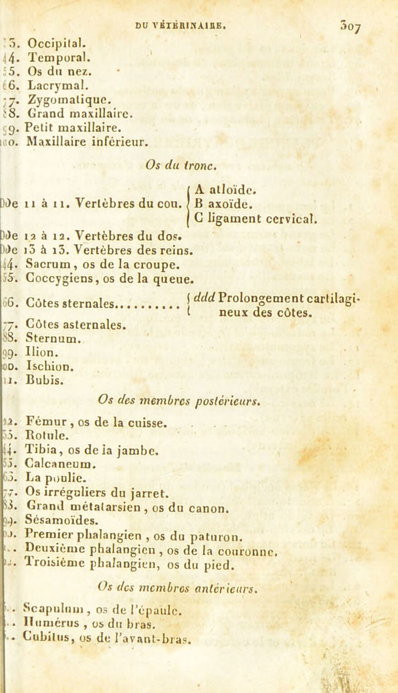 DU VKTKRIKA1BE. S°7 o. Occipilal. ^4- Temporal. ;5. Os du nez. t6. Lacrymal. •7. Zygomalique. '8. Grand maxillaire. 9. Petit maxillaire. 1 o. Maxillaire inférieur. Os du tronc. IA atloïde. B axoïde. G ligament cervical. )i)e îa à 12. Vertèbres du dos. •t)e i5 à i3. Vertèbres des reins. 44. Sacrum , os de la croupe. 35. Coccygiens, os de la queue. 66. Côtes sternales jrfrfrf Prolongement cartilagi- l neux des côtes. 77. Côtes asternales. 88. Sternum. 99. Uion. 00. Ischion. 11. Bubis. Os des membres postérieurs. 12. Fémur , os de la cuisse. >. Rotule. U» Tibia, os delà jambe. ^j. Calcanéum. 65. La poulie. -7. Os irréguliers du jarret. 'i. Grand métatarsien , os du canon. Sésamoïdes. ». Premier plialangien , os du paturon. . Deuxième phalangien , os de la couronne, u. Troisième phalangien, os du pied. Os des membres anter ieurs. Scapuliiui, os de l’épaule. . Humérus , os du bras. • Cubitus, os de l’avant-bras.