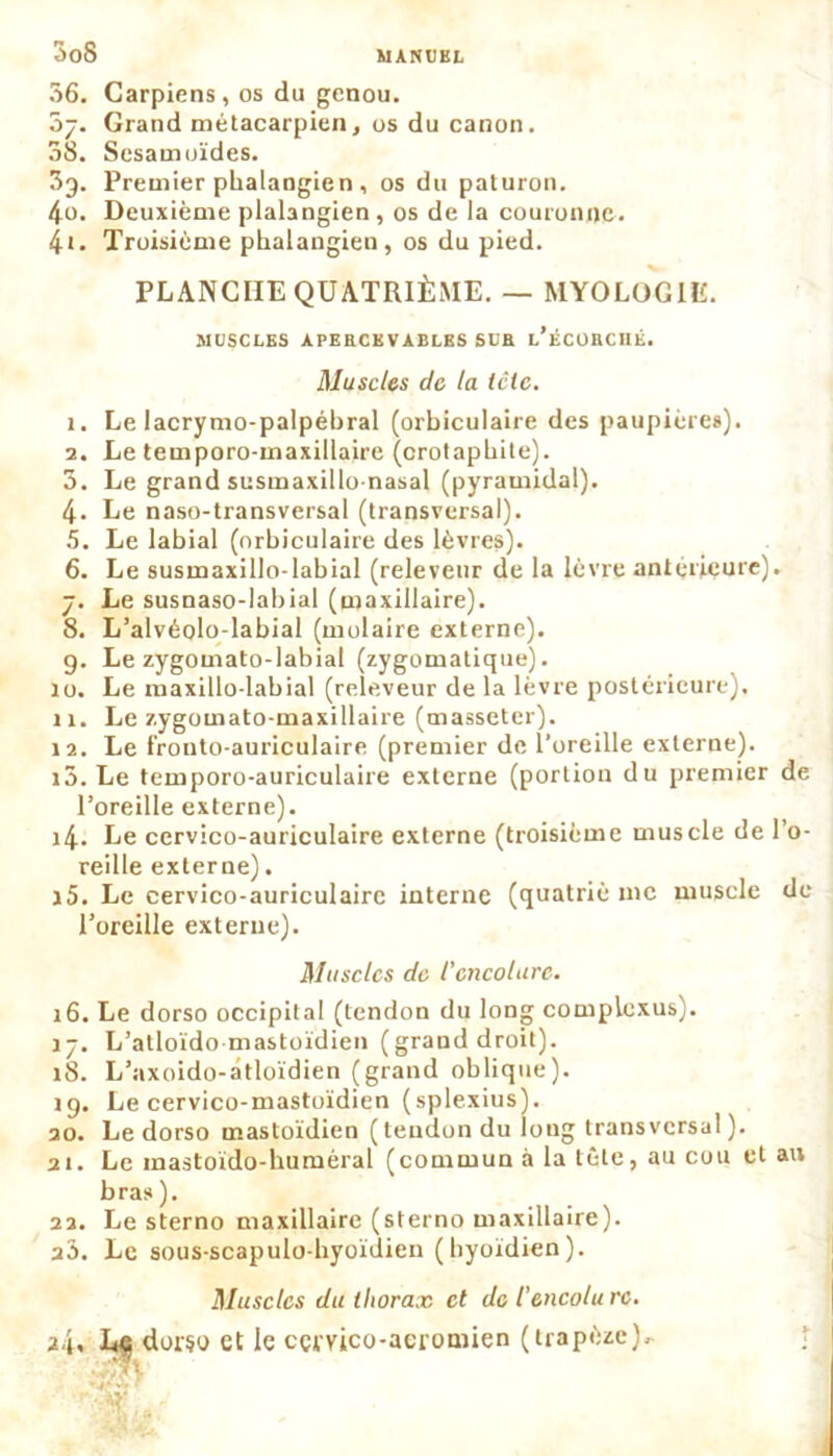il 01 3oS j. Grand métacarpien, os du canon. 8. Sesamuïdes. 3^. Premier phalangien , os du paturon. 4o. Deuxième plalangien , os de la couronne. 4t. Troisième pbalaugien, os du pied. PLANCHE QUATRIÈME. — MYOLOG1E. MUSCLES APEECKVABLBS SUE l’ÉCOBCHÉ. Muscles de la tctc. î. Le lacrymo-palpébral (orbiculaire des paupières). 2. Le temporo-maxillaire (crotapbite). 3. Le grand susmaxillo nasal (pyramidal). 4. Le naso-transversal (transversal). 5. Le labial (orbiculaire des lèvres). 6. Le susmaxillo-labial (releveur de la lèvre antérieure). •ÿ. Le susnaso-labial (maxillaire). 8. L’alvéolo-labial (molaire externe). 9. Le zygomato-labial (zygomatique). 10. Le maxillo-labial (releveur de la lèvre postérieure), 11. Le zygomato-maxillaire (masseter). 12. Le fronto-auriculaire (premier de l’oreille externe). 15. Le temporo-auriculaire externe (portion du premier de l’oreille externe). 14. Le cervico-auriculaire externe (troisième muscle de l’o- reille externe). j5. Le cervico-auriculaire interne (quatriè me muscle de l’oreille externe). Muscles de l'encolure. 16. Le dorso occipital (tendon du long complexus). 17. L’atloïdo mastoïdien (grand droit). 18. L’axoido-atloïdien (grand oblique). 19. Le cervico-mastoïdien (splexius). 20. Le dorso mastoïdien (tendon du long transversal). ai. Le inastoïdo-bumèral (commun à la tête, au cou et au bras ). 22. Le sterno maxillaire (sterno maxillaire), an. Le sous-scapulo-byoïdien (hyoïdien). Muscles du thorax et de l'encolure. ai* Le dorso et le cçrvico-acroniien (trapèze),- î