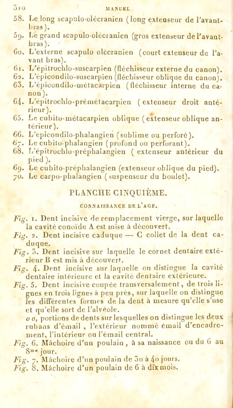 58. Le long scapuloolêcranien (long extenseur de l'avant- bras ). 5c). Le grand scapulo olêcranien (gros extenseur de l'avant- bras). Go. L’externe scapulo olêcranien (court extenseur de l’a- vant bras). 6 t. L’épitrochlo-suscarpien (fléchisseur externe du canon). 62. L’épicondilo-suscarpien (fléchisseur oblique du canon). 63. L’épicondilo-niétacarpien (fléchisseur interne du ca- non ). G4. L’épitrochlo-prémétacarpien ( extenseur droit anté- rieur). G5. Le cubito-ruétacarpien oblique ( extenseur oblique an- térieur). 66. L’epicondilo-phalangien (sublime ou perforé). 67. Le cubilo-phalangien (profond ou perforant). 68. L’épitrochlo-prépbalangien ( extenseur antérieur du pied). _ Gc). Le cubito-préphalangien (extenseur oblique du pied). 70. Le carpo-phalangien (suspenseur du boulet). PLANCHE CINQUIÈME. CONNAISSANCE DKl’aGE. Fig. 1. Dent incisive de remplacement vierge, sur laquelle la cavité conoïde A est mise à découvert. Fii'. 2. Dent incisive caduque — C collet de la dent ca- duque. Fig. 3. Dent incisive sur laquelle le cornet dentaire exté- rieur B est mis à découvert. Fig. 4- Dent incisive sur laquelle on distingue la cavité dentaire intérieure et la cavité dentaire extérieure. Fig. 5. Dent incisive coupée transversalement, de trois li- gnes en trois lignes à peu près, sur laquelle on distingue les différentes formes de la dent à mesure qu’elle s’use et qu’elle sort de l’alvéole. 0 0, portions de dents sur lesquelles on distingue les deux rubans d’émail , l’extérieur nommé émail d’encadre- ment, l’intérieur ou l’émail central. Fig. 6. Mâchoire d’un poulain, à sa naissance ou du 6 au Sm® jour. Fig. 7. Mâchoire d’un poulain de 5o à 4» jouis.