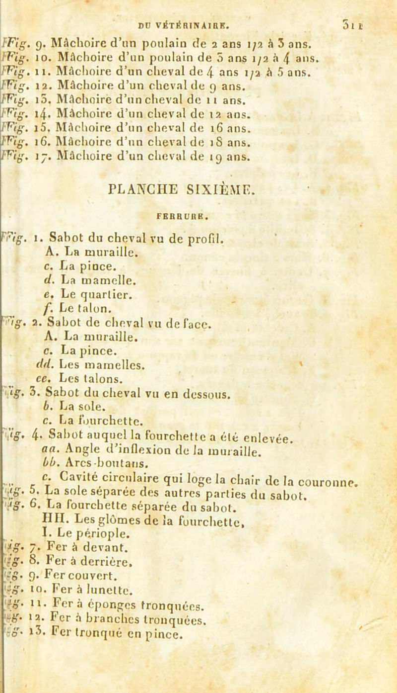 5t DD VÉTÉRIN A IRK. FFig. g. Mâchoire d’un poulain de 2 ans 1/2 à 3 ans. FFig. 10. Mâchoire d’un poulain de 5 ans i/a h 4 ans. FFig. 11. Mâchoire d’un cheval de 4 ans 1/2 â 5 ans. FFig. 12. Mâchoire d’un cheval de 9 ans. FFig. i5. Mâchoire d’un cheval de 11 ans. FFig. 14. Mâchoire d’un cheval de 12 ans. FFig. i5. Mâchoire d’un cheval de 16 ans. FFig. 16. Mâchoire d’un cheval de 1S ans. FFig. \y. Mâchoire d’un cheval de 19 ans. PLANCHE SIXIÈME. FKBHURB. FFig. 1. Sabot du cheval vu de profil. A. La muraille. c. La pioce. d. La mamelle. e. Le quartier. f. Le talon. ?ig. 2. Sabot de cheval vu de face. A. La muraille. c. La pince. dd. Les mamelles. ce. Les talons. ig• 3. Sabot du cheval vu en dessous. b. La sole. c. La fourchette. \ig. 4- Sabot auquel la fourchette a été enlevée. an. Angle d’inflexion de la muraille. bb. Arcs-houtaus. c. Cavité circulaire qui loge la chair de la couronne. ig. 5. La sole séparée des autres parties du sabot. ig. 6. La fourchette séparée du sabot. IIII. Les glômes de la fourchette, I. Le périople. ig. 7. Fer à devant. ij!g. 8. Fer à derrière. îj:g. 9. Fer couvert. [rg• Fer à lunette. ig. il. Fera éponges tronquées. -g. 12. Fer à branches tronquées. zg. i3. Fer tronqué en pince.