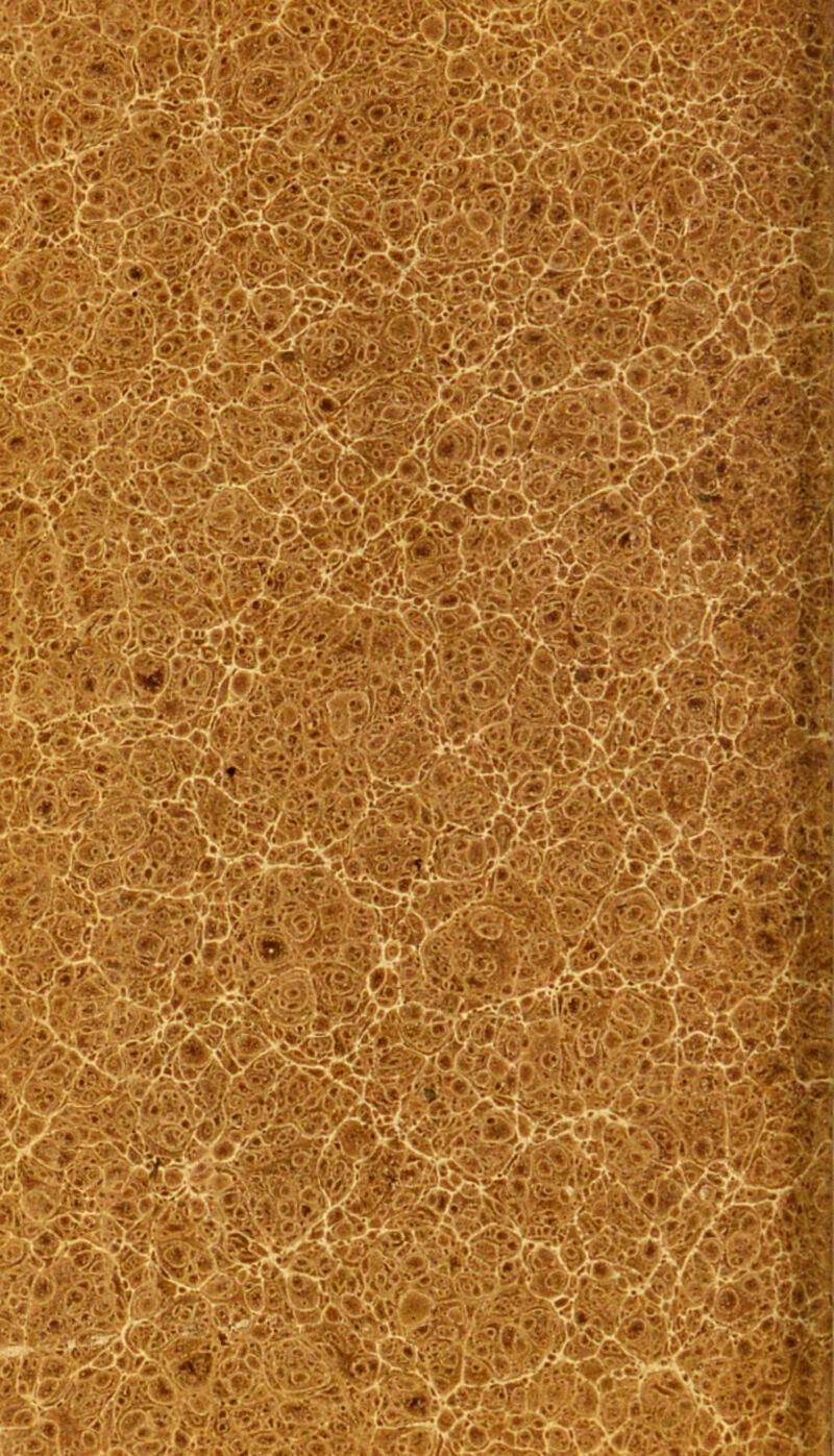 g#%-5 ». »•• • ;* ï iÉ3tf| '■ ■ . * ■■■■■• ; •^W?.--i?.H»>,ÿ.'Sa;t..?■••,:•.«>w. Æ