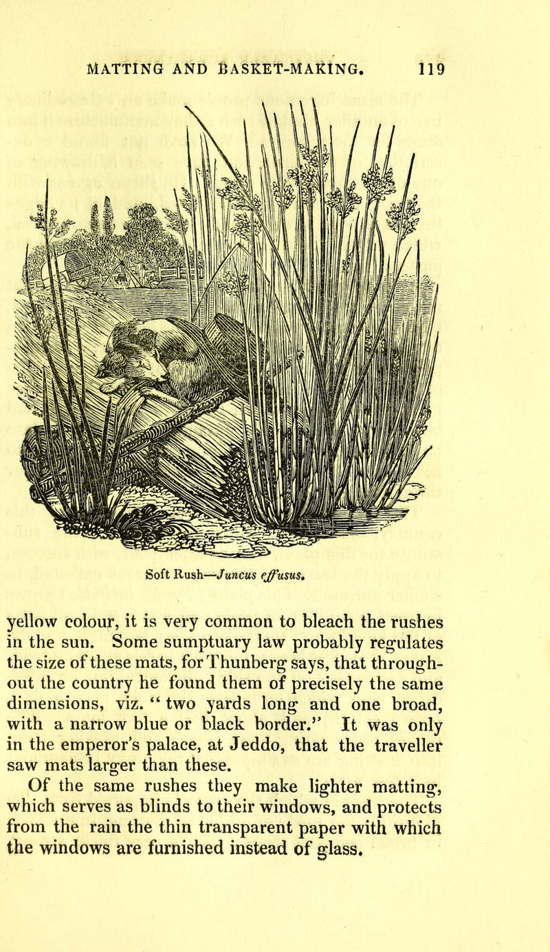 Soft Rush—Juncus effusus. yellow colour, it is very common to bleach the rushes in the sun. Some sumptuary law probably regulates the size of these mats, for Thunberg says, that through- out the country he found them of precisely the same dimensions, viz. “ two yards long and one broad, with a narrow blue or black border.’’ It was only in the emperor’s palace, at Jeddo, that the traveller saw mats larger than these. Of the same rushes they make lighter matting, which serves as blinds to their windows, and protects from the rain the thin transparent paper with which the windows are furnished instead of glass.