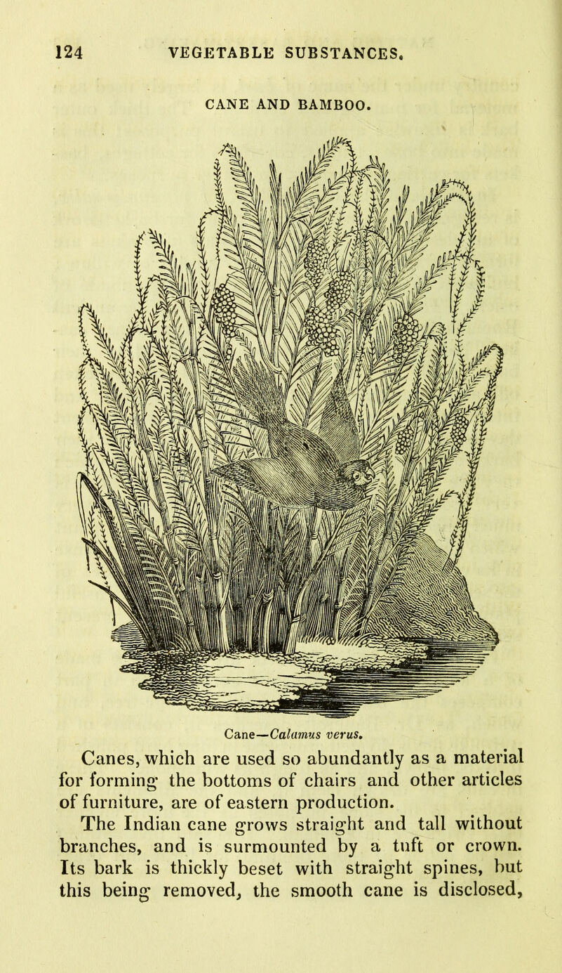 CANE AND BAMBOO. Cane—Calamus verus. Canes, which are used so abundantly as a material for forming* the bottoms of chairs and other articles of furniture, are of eastern production. The Indian cane grows straight and tall without branches, and is surmounted by a tuft or crown. Its bark is thickly beset with straight spines, but this being removed, the smooth cane is disclosed,