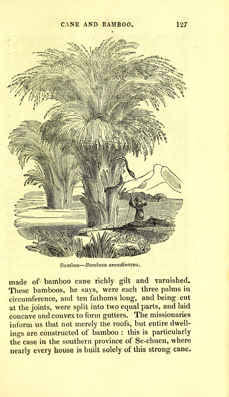 made of bamboo cane richly gilt and varnished. These bamboos, he says, were each three palms in circumference, and ten fathoms long, and being cut at the joints, were split into two equal parts, and laid concave and convex to form gutters. The missionaries inform us that not merely the roofs, but entire dwell- ings are constructed of bamboo : this is particularly the case in the southern province of Se-chuen, where nearly every house is built solely of this strong cane.