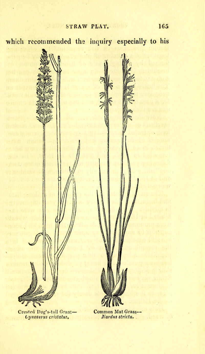 which recommended the inquiry especially to his Crested Dog’s-tail Grass— Vynosurus cristatus. Common Mat Grass— Nardus stricta,