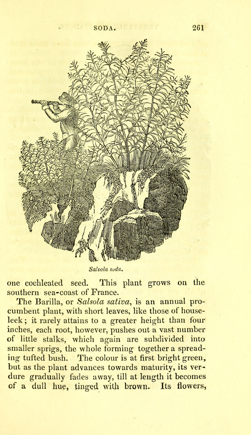 Salsola soda. one cochleated seed. This plant grows on the southern sea-coast of France. The Barilla, or Salsola sativa, is an annual pro- cumbent plant, with short leaves, like those of house- leek ; it rarely attains to a greater height than four inches, each root, however, pushes out a vast number of little stalks, which again are subdivided into smaller sprigs, the whole forming together a spread- ing tufted bush. The colour is at first bright green, but as the plant advances towards maturity, its ver- dure gradually fades away, till at length it becomes of a dull hue, tinged with brown. Its flowers,