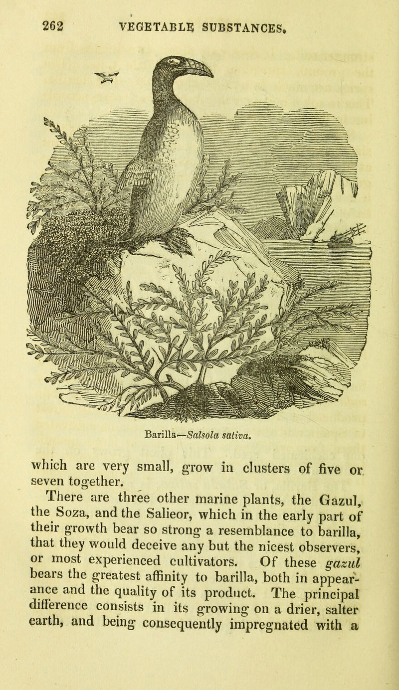 Barilla—Salsola sativa. which are very small, grow in clusters of five or seven together. There are three other marine plants, the Gazul, the Soza, and the Salieor, which in the early part of their growth bear so strong a resemblance to barilla, that they would deceive any but the nicest observers, or most experienced cultivators. Of these gazul bears the greatest affinity to barilla, both in appear- ance and the quality of its product. The principal difference consists in its growing on a drier, salter earth, and being consequently impregnated with a