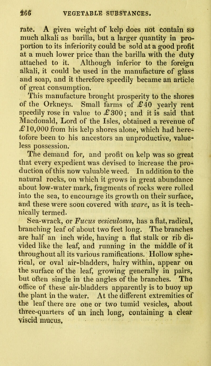 rate. A given weight of kelp does not contain so much alkali as barilla, but a larger quantity in pro- portion to its inferiority could be sold at a good profit at a much lower price than the barilla with the duty attached to it. Although inferior to the foreign alkali, it could be used in the manufacture of glass and soap, and it therefore speedily became an article of great consumption. This manufacture brought prosperity to the shores of the Orkneys. Small farms of £40 yearly rent speedily rose in value to .£300; and it is said that Macdonald, Lord of the Isles, obtained a revenue of £10,000 from his kelp shores alone, which had here- tofore been to his ancestors an unproductive, value- less possession. The demand for, and profit on kelp was so great that every expedient was devised to increase the pro- duction of this now valuable weed. In addition to the natural rocks, on which it grows in great abundance about low-water mark, fragments of rocks were rolled into the sea, to encourage its growth on their surface, and these were soon covered with ware, as it is tech- nically termed. Sea-wrack, or Fucus vesiculosus, has a flat, radical, branching leaf of about two feet long. The branches are half an inch wide, having a flat stalk or rib di- vided like the leaf, and running in the middle of it throughout all its various ramifications. Hollow sphe- rical, or oval air-bladders, hairy within, appear on the surface of the leaf, growing generally in pairs, but often single in the angles of the branches. The office of these air-bladders apparently is to buoy up the plant in the water. At the different extremities of the leaf there are one or two tumid vesicles, about three-quarters of an inch long, containing a clear viscid mucus.