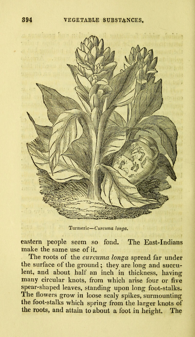 Turmeric—Curcuma Jonga. eastern people seem so fond. The East-Indians make the same use of it. The roots of the curcuma longa spread far under the surface of the ground; they are long and succu- lent, and about half an inch in thickness, having many circular knots, from which arise four or five spear-shaped leaves, standing upon long foot-stalks. The flowers grow in loose scaly spikes, surmounting the foot-stalks which spring from the larger knots of the roots, and attain to about a foot in height. The