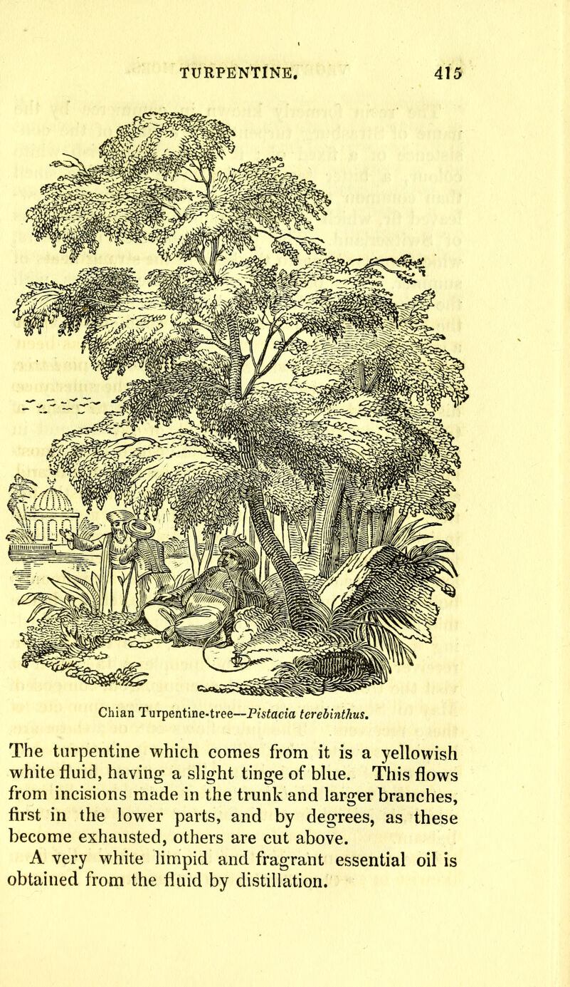 Chian Turpentine-tree—P/s£acm tcrebintlius. The turpentine which comes from it is a yellowish white fluid, having a slight tinge of blue. This flows from incisions made in the trunk and larger branches, first in the lower parts, and by degrees, as these become exhausted, others are cut above. A very white limpid and fragrant essential oil is obtained from the fluid by distillation.