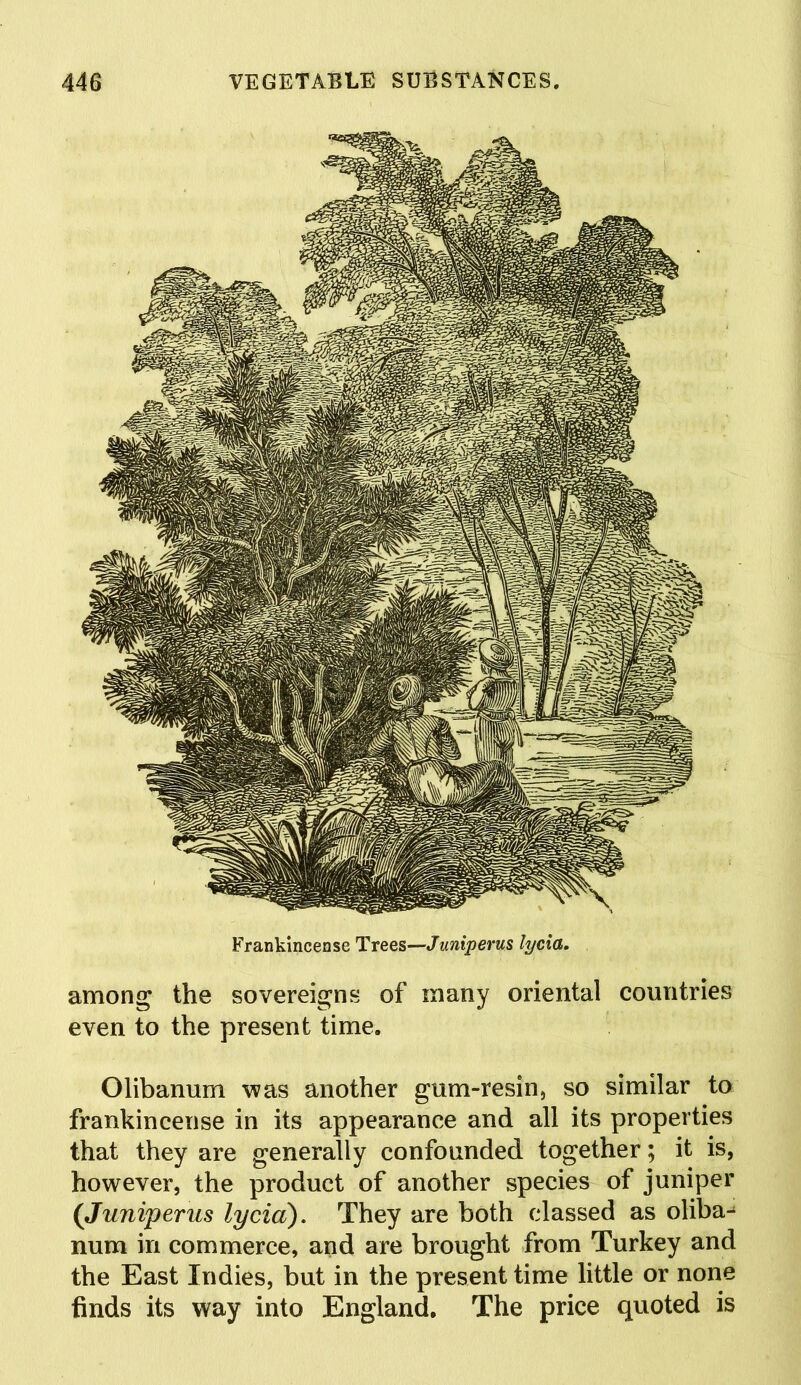 Frankincense Trees—Juniperus lycia. among the sovereigns of many oriental countries even to the present time. Olibanum was another gum-resin, so similar to frankincense in its appearance and all its properties that they are generally confounded together; it is, however, the product of another species of juniper (Juniperus lycia). They are both classed as oliba-^ num in commerce, and are brought from Turkey and the East Indies, but in the present time little or none finds its way into England. The price quoted is