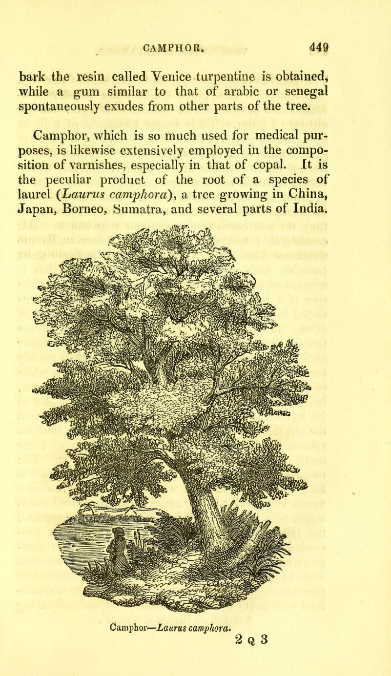 bark the resin called Venice turpentine is obtained, while a gum similar to that of arabic or Senegal spontaneously exudes from other parts of the tree. Camphor, which is so much used for medical pur- poses, is likewise extensively employed in the compo- sition of varnishes, especially in that of copal. It is the peculiar product of the root of a species of laurel (Laurus camphor a), a tree growing in China, Japan, Borneo, Sumatra, and several parts of India. 2 Q 3 Camphor—Laurus camphora.
