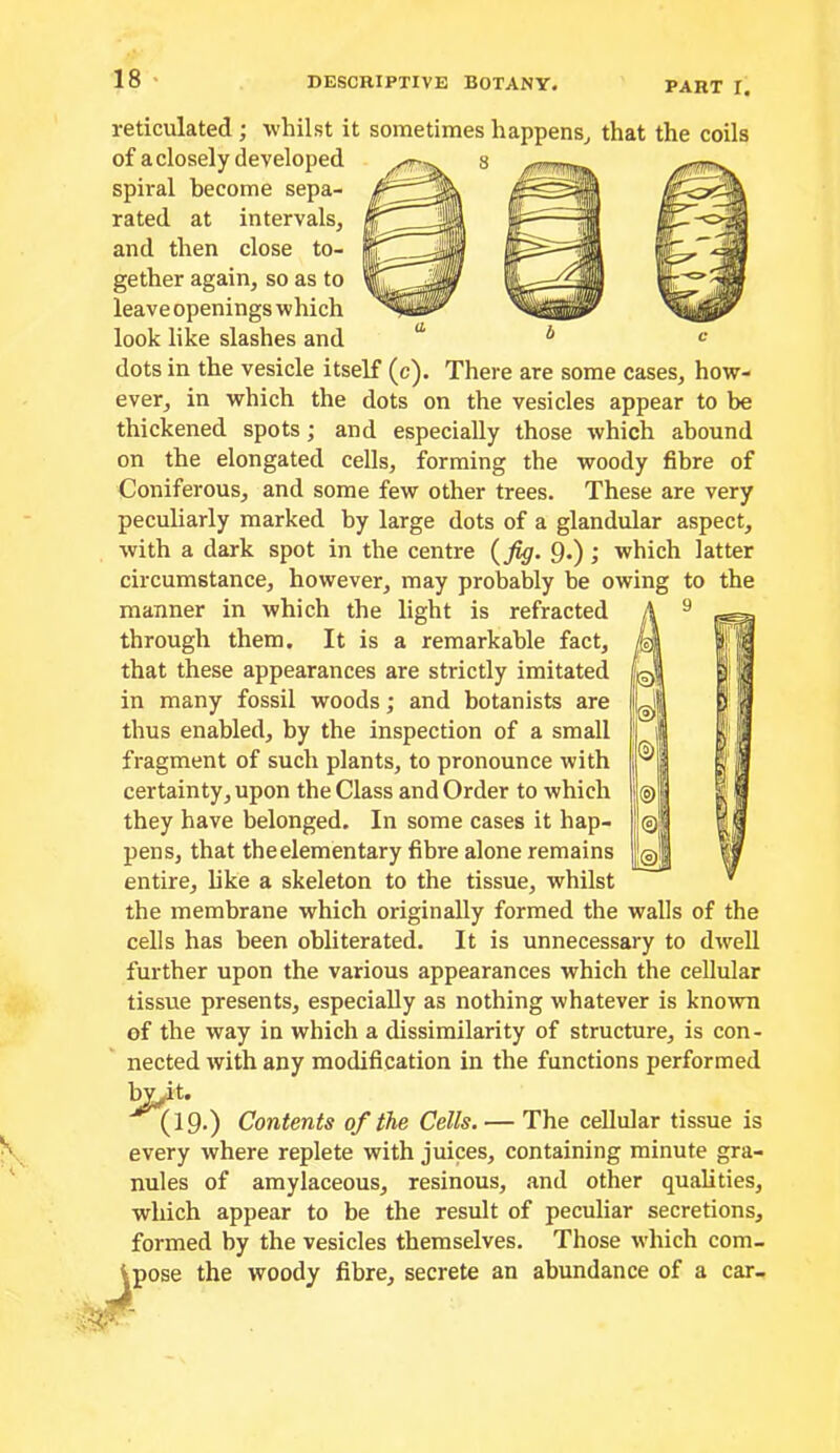 PART r. reticulated ; whilst it sometimes happens^ that the coils of a closely developed ^ spiral become sepa- rated at intervals, and then close to- gether again, so as to leave openings which look like slashes and dots in the vesicle itself (c). There are some cases, how- ever, in which the dots on the vesicles appear to be thickened spots; and especially those which abound on the elongated cells, forming the woody fibre of Coniferous, and some few other trees. These are very peculiarly marked by large dots of a glandular aspect, with a dark spot in the centre {fig. 9-) ; which latter circumstance, however, may probably be owing to the manner in which the light is refracted through them. It is a remarkable fact, that these appearances are strictly imitated in many fossil woods; and botanists are thus enabled, by the inspection of a small fragment of such plants, to pronounce with certainty, upon the Class and Order to which they have belonged. In some cases it hap- pens, that the elementary fibre alone remains entire, like a skeleton to the tissue, whilst the membrane which originally formed the walls of the cells has been obliterated. It is unnecessary to dwell further upon the various appearances which the cellular tissue presents, especially as nothing whatever is knoivn of the way in which a dissimilarity of structure, is con- nected with any modification in the functions performed l^t. (19>) Contents of the Cells. — The cellular tissue is every where replete with juices, containing minute gra- nules of amylaceous, resinous, and other qualities, which appear to be the result of peculiar secretions, formed by the vesicles themselves. Those which com- ipose the woody fibre, secrete an abundance of a car-