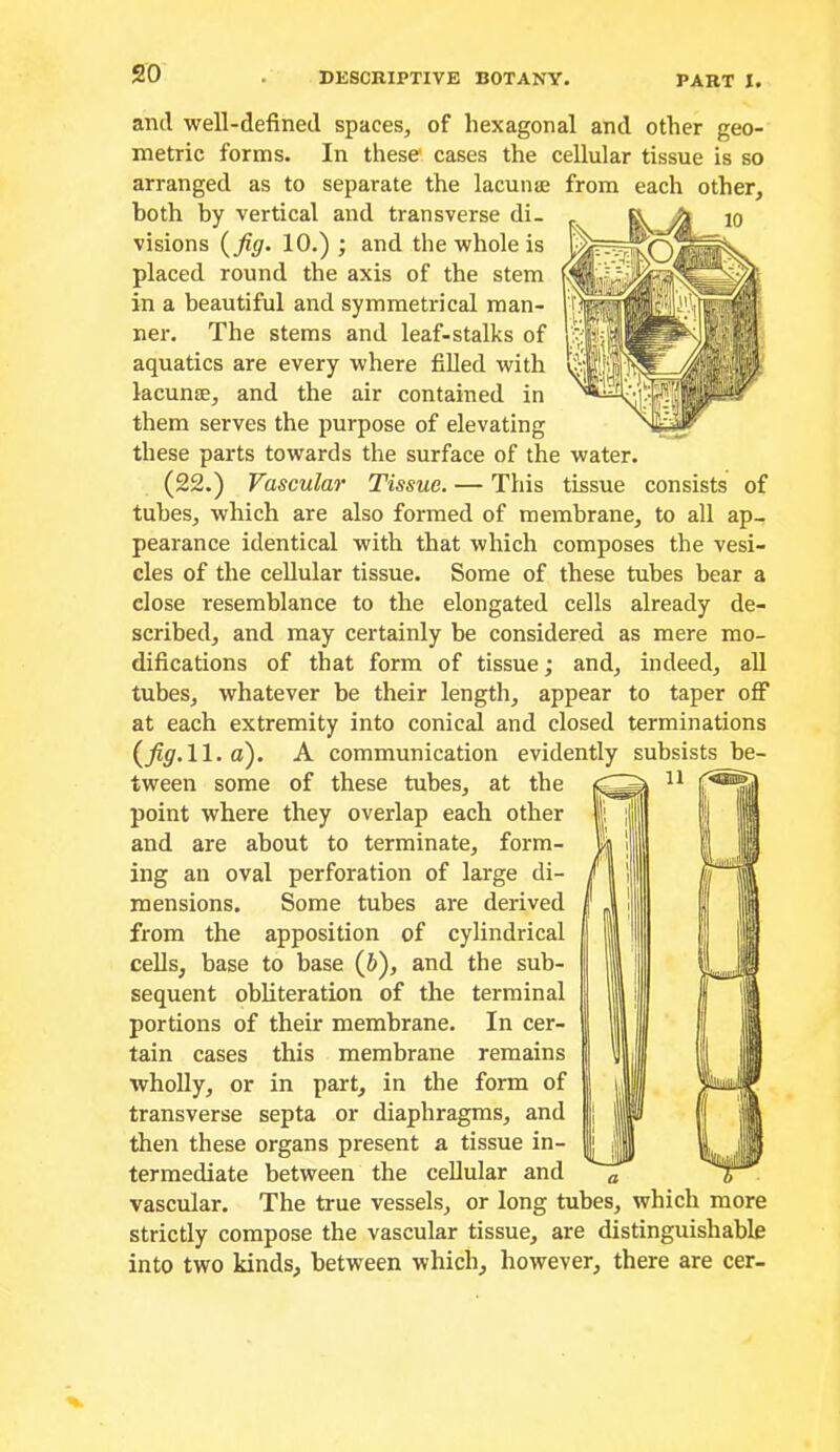 and well-defined spaces, of hexagonal and other geo- metric forms. In these cases the cellular tissue is so arranged as to separate the lacunae from each other, both by vertical and transverse di- visions i^fig. 10.) ; and the whole is placed round the axis of the stem in a beautiful and symmetrical man- ner. The stems and leaf-stalks of aquatics are every where fiUed with lacunae, and the air contained in them serves the purpose of elevating these parts towards the surface of the water. (22.) Vascular Tissue. — This tissue consists of tubes, which are also formed of membrane, to all ap- pearance identical with that which composes the vesi- cles of the cellular tissue. Some of these tubes bear a close resemblance to the elongated cells already de- scribed, and may certainly be considered as mere mo- difications of that form of tissue; and, indeed, all tubes, whatever be their length, appear to taper off at each extremity into conical and closed terminations (^fig.W. d). A communication evidently subsists be- tween some of these tubes, at the point where they overlap each other and are about to terminate, form- ing an oval perforation of large di- mensions. Some tubes are derived from the apposition of cylindrical cells, base to base (6), and the sub- sequent obliteration of the terminal portions of their membrane. In cer- tain cases this membrane remains wholly, or in part, in the form of transverse septa or diaphragms, and then these organs present a tissue in- termediate between the cellular and vascular. The true vessels, or long tubes, which more strictly compose the vascular tissue, are distinguishable into two kinds, between which, however, there are cer-