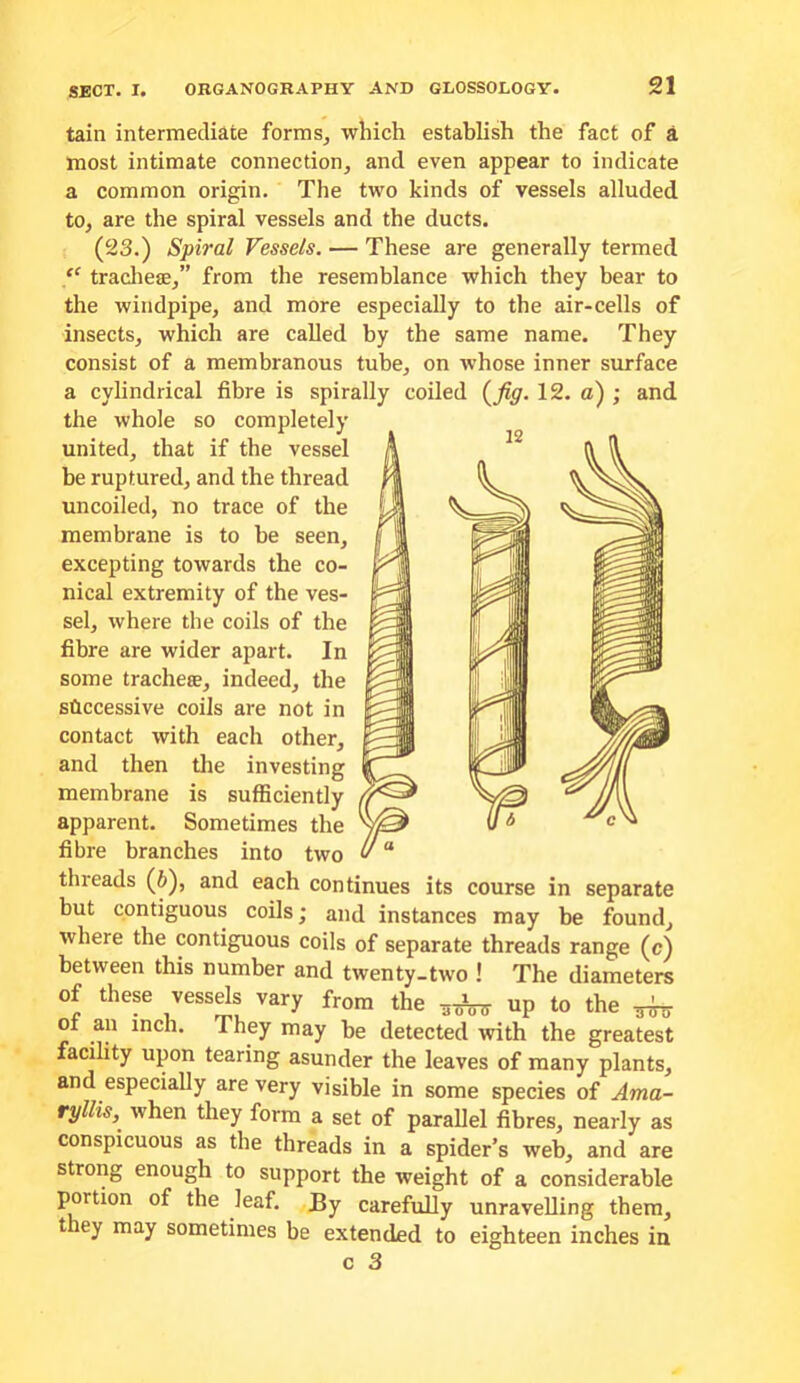 tain intermediate forms, which establish the fact of a most intimate connection, and even appear to indicate a common origin. The two kinds of vessels alluded to, are the spiral vessels and the ducts. (23.) Spiral Vessels. — These are generally termed “ tracliese,” from the resemblance which they bear to the windpipe, and more especially to the air-cells of insects, which are called by the same name. They consist of a membranous tube, on whose inner surface a cylindrical fibre is spirally coiled (^fig. 12. a) ; and the whole so completely united, that if the vessel be ruptured, and the thread uncoiled, no trace of the membrane is to be seen, excepting towards the co- nical extremity of the ves- sel, where the coils of the fibre are wider apart. In some tracheae, indeed, the stlccessive coils are not in contact with each other, and then tlie investing membrane is sufficiently apparent. Sometimes the fibre branches into two threads (6), and each continues its course in separate but contiguous coils; and instances may be found, where the contiguous coils of separate threads range (c) between this number and twenty-two ! The diameters of these vessels vary from the up to the of an inch. They may be detected with the greatest facility upon tearing asunder the leaves of many plants, and especially are very visible in some species of Ama- ryllis, when they form a set of paraUel fibres, nearly as conspicuous as the threads in a spider’s web, and are strong enough to support the weight of a considerable portion of the leaf. J3y carefully unravelling them, t ey may sometimes be extended to eighteen inches in c 3