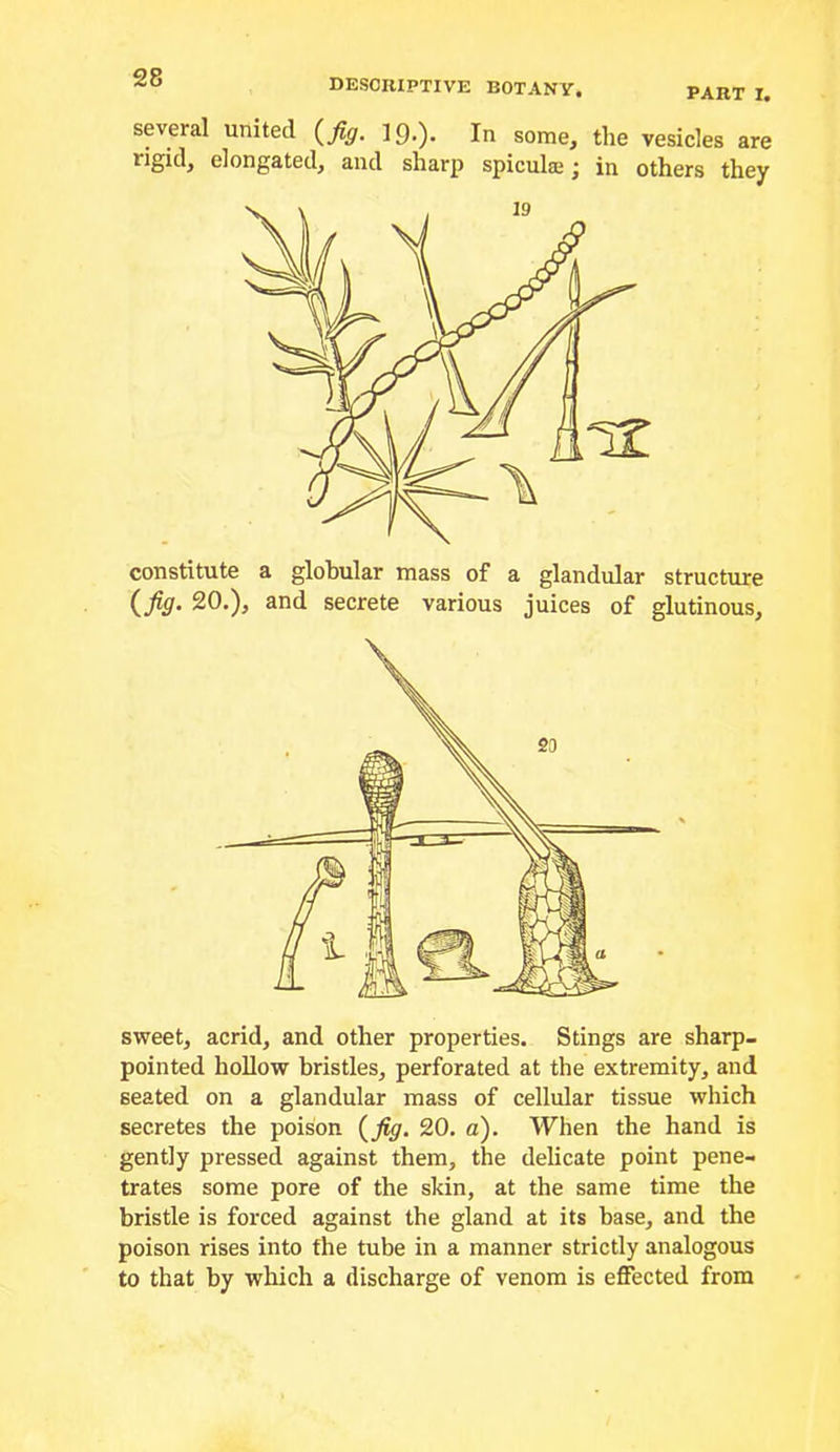 PART I. descriptive botany. several united {^fig. 190* In some, the vesicles are rigid, elongated, and sharp spiculae; in others they constitute a globular mass of a glandular structure {jig. 20.), and secrete various juices of glutinous. sweet, acrid, and other properties. Stings are sharp- pointed hollow bristles, perforated at the extremity, and seated on a glandular mass of cellular tissue which secretes the poison {jig. 20. a). When the hand is gently pressed against them, the delicate point pene- trates some pore of the skin, at the same time the bristle is forced against the gland at its base, and the poison rises into the tube in a manner strictly analogous to that by which a discharge of venom is effected from