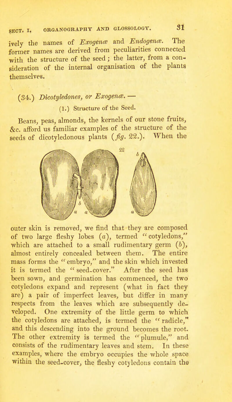 ively the names of Exogents and Endogence. The former names are derived from peculiarities connected with the structure of the seed; the latter, from a con- sideration of the internal organisation of the plants themselves. (34.) Dicotyledones, or Exogenes. — (1.) Structure of the Seed. Beans, peas, almonds, the kernels of our stone fruits, &c. afford us familiar examples of the structure of the seeds of dicotyledonous plants {fig. 22.). When the outer skin is removed, we find that they are composed of two large fleshy lobes (a), termed cotyledons,” which are attached to a small rudimentary germ (b), almost entirely concealed between them. The entire mass forms the “ embryo,” and the skin which invested it is termed the “ seed-cover.” After the seed has been sown, and germination has commenced, the two cotyledons expand and represent (what in fact they are) a pair of imperfect leaves, but differ in many respects from the leaves which are subsequently de- veloped. One extremity of the little germ to which the cotyledons are attached, is termed the “ radicle,” and this descending into the ground becomes the root. The other extremity is termed the plumule,” and consists of the rudimentary leaves and stem. In these examples, where the embryo occupies the whole space within the seed-cover, the fleshy cotyledons contain the