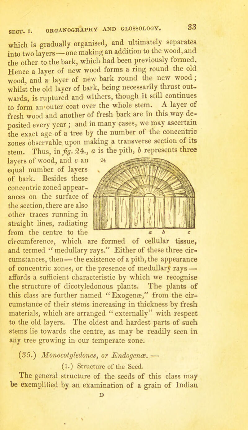 which is gradually organised, and ultimately separates into two layers—one making an addition to the wood, and the other to the bark, which had been previously formed. Hence a layer of new wood forms a ring round the old wood, and a layer of new bark round the new wood ; whilst the old layer of bark, being necessarily thrust out- wards, is ruptured and withers, though it still continues to form anmuter coat over the whole stem. A layer of fresh wood and another of fresh bark are in this way de- posited every year; and in many cases, we may ascertain the exact age of a tree by the number of the concentric zones observable upon making a transverse section of its stem. Thus, in fig. 24., a is the pith, b represents three layers of wood, and c an equal number of layers of bark. Besides these concentric zoned appear- ances on the surface of the section, there are also other traces running in straight lines, radiating from the centre to the circumference, which are formed of cellular tissue, and termed “ medullary rays.” Either of these three cir- cumstances, then— the existence of a pith, the appearance of concentric zones, or the presence of medullary rays — affords a sufficient characteristic by which w’e recognise the structure of dicotyledonous plants. The plants of this class are further named “Exogense,” from the cir- cumstance of their stems increasing in thickness by fresh materials, which are arranged “externally” with respect to the old layers. The oldest and hardest parts of such stems lie towards the centre, as may be readily seen in any tree growing in our temperate zone. (35.) Monocotyledones, or Endogence. — (1.) Structure of the Seed. The general structure of the seeds of this class may be exemplified by an examination of a grain of Indian D