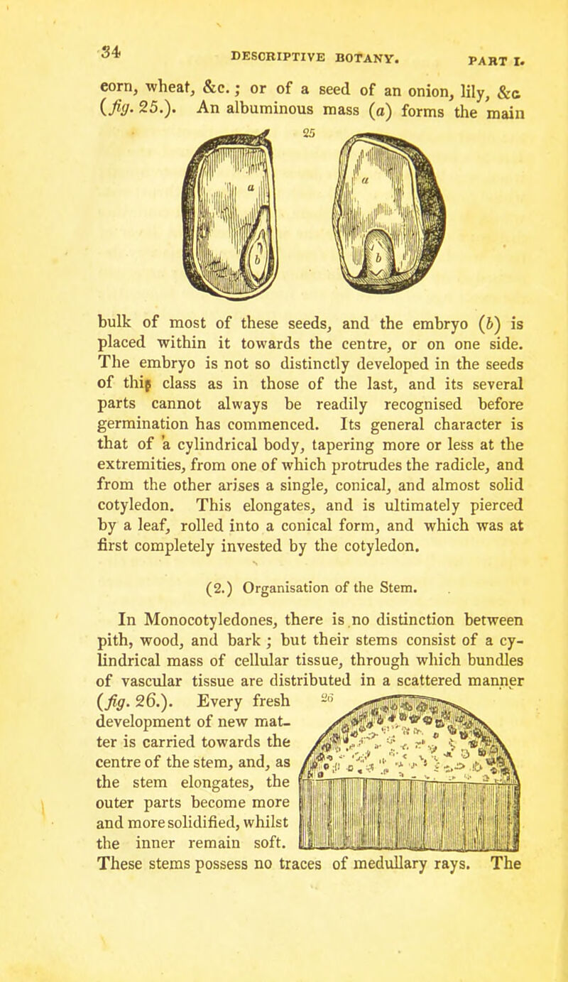 PART I. corn, wheat, &c.; or of a seed of an onion, lily, &a {fig. 25.). An albuminous mass (o) forms the main 25 bulk of most of these seeds, and the embryo (6) is placed within it towards the centre, or on one side. The embryo is not so distinctly developed in the seeds of thip class as in those of the last, and its several parts cannot always be readily recognised before germination has commenced. Its general character is that of a cylindrical body, tapering more or less at the extremities, from one of which protrudes the radicle, and from the other arises a single, conical, and almost solid cotyledon. This elongates, and is ultimately pierced by a leaf, rolled into a conical form, and which was at first completely invested by the cotyledon. (2.) Organisation of the Stem. In Monocotyledones, there is.no distinction between pith, wood, and bark ; but their stems consist of a cy- lindrical mass of cellular tissue, through which bundles of vascular tissue are distributed in a scattered manner {fig. 26.). Every fresh development of new mat- ter is carried towards the centre of the stem, and, as the stem elongates, the outer parts become more and more solidified, whilst the inner remain soft. These stems possess no traces of medullary rays. The