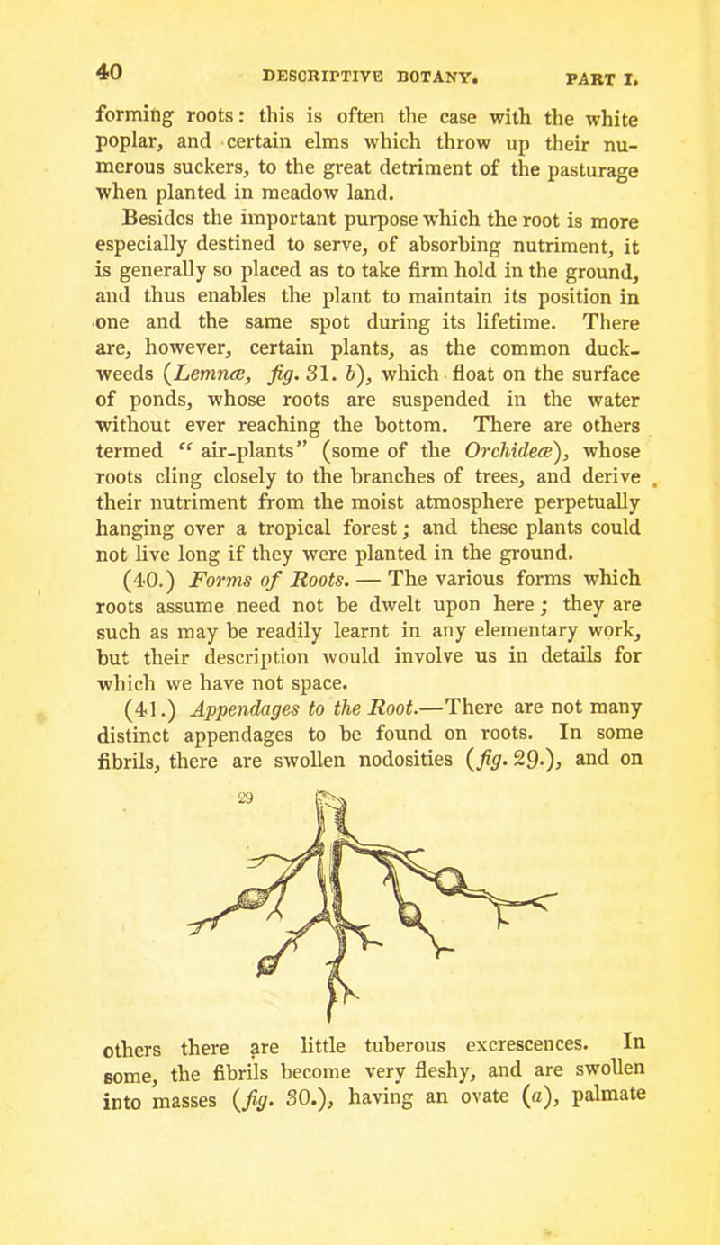 forming roots: this is often the case with the white poplar, and certain elms which throw up their nu- merous suckers, to the great detriment of the pasturage when planted in meadow land. Besides the important purpose which the root is more especially destined to serve, of absorbing nutriment, it is generally so placed as to take firm hold in the ground, and thus enables the plant to maintain its position in one and the same spot during its lifetime. There are, however, certain plants, as the common duck- weeds {Lemnce, fig. 31. V), which float on the surface of ponds, whose roots are suspended in the water without ever reaching the bottom. There are others termed “ air-plants” (some of the Orchidece), whose roots cling closely to the branches of trees, and derive . their nutriment from the moist atmosphere perpetually hanging over a tropical forest; and these plants could not live long if they were planted in the ground. (40.) Forms of Roots. — The various forms which roots assume need not be dwelt upon here; they are such as may be readily learnt in any elementary work, but their description Avould involve us in details for which we have not space. (41.) Appendages to the Root.—There are not many distinct appendages to be found on roots. In some fibrils, there are swollen nodosities (fig. 29.), and on others there are little tuberous excrescences. In some, the fibrils become very fleshy, and are swollen into masses (^^r. SO.), having an ovate (a), palmate
