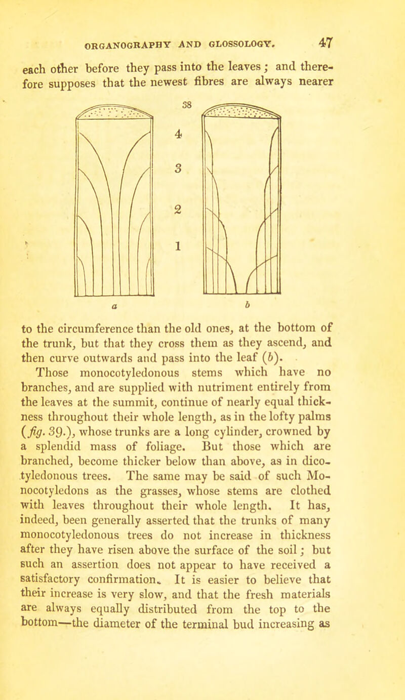 each other before they pass into the leaves ; and there- fore supposes that the newest fibres are always nearer 38 4 3 2 1 h to the circumference than the old ones, at the bottom of the trunk, but that they cross them as they ascend, and then curve outwards and pass into the leaf (6). Those monocotyledonous stems which have no branches, and are supplied with nutriment entirely from the leaves at the summit, continue of nearly equal thick- ness throughout their whole length, as in the lofty palms 39‘)j whose trunks are a long cylinder, crowned by a splentlid mass of foliage. But those which are branched, become thicker below than above, as in dico- tyledonous trees. The same may be said of such Mo- nocotyledons as the grasses, whose stems are clothed with leaves tlu'oughout their whole length. It has, indeed, been generally asserted that the trunks of many monocotyledonous trees do not increase in thickness after they have risen above the surface of the soil; but such an assertion does not appear to have received a satisfactory confirmation» It is easier to believe that their increase is very slow, and that the fresh materials are always equally distributed from the top to the bottom—the diameter of the terminal bud increasing as