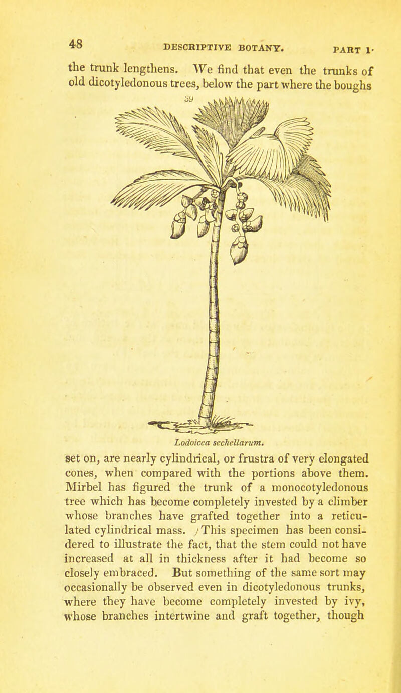 PART !• the trunk lengthens. We find that even the trunks of old dicotyledonous trees, below the part where the boughs set on, are nearly cylindrical, or frustra of very elongated cones, when compared with the portions above them. Mirbel has figured the trunk of a monocotyledonous tree which has become completely invested by a climber whose branches have grafted together into a reticu- lated cylindrical mass. /This specimen has been consi- dered to illustrate the fact, that the stem could not have increased at all in thickness after it had become so closely embraced. But something of the same sort may occasionally be observed even in dicotyledonous trunks, where they have become completely invested by ivy, whose branches intertwine and graft together, though