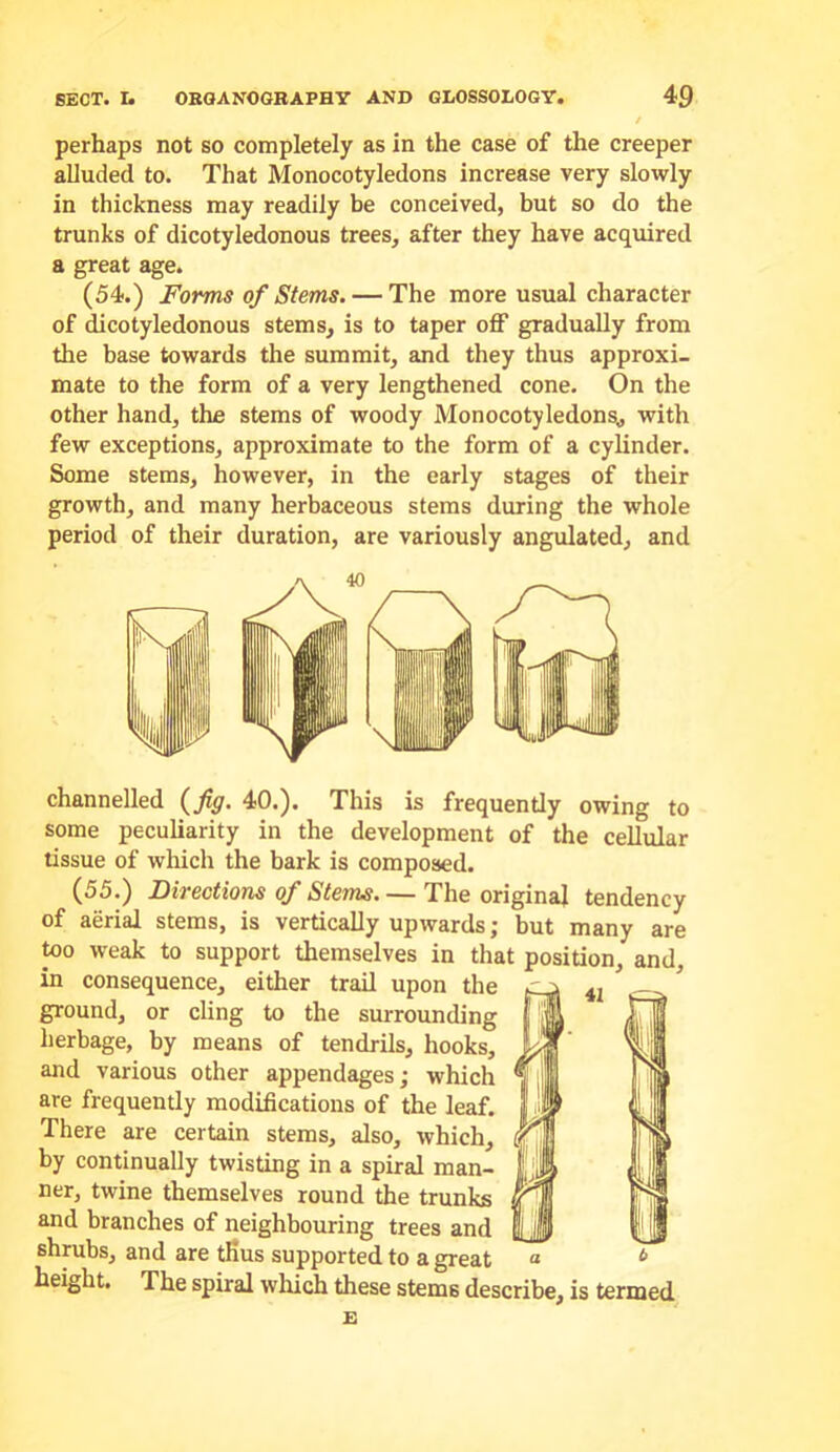 perhaps not so completely as in the case of the creeper alluded to. That Monocotyledons increase very slowly in thickness may readily be conceived, but so do the trunks of dicotyledonous trees, after they have acquired a great age. (54.) Forms of Stems. — The more usual character of dicotyledonous stems, is to taper off gradually from the base towards the summit, and they thus approxi- mate to the form of a very lengthened cone. On the other hand, the stems of woody Monocotyledons, with few exceptions, approximate to the form of a cylinder. Some stems, however, in the early stages of their growth, and many herbaceous stems during the whole period of their duration, are variously angulated, and channelled 40.). This is frequently owing to some peculiarity in the development of the cellular tissue of which the bark is composed. (55.) Directions of Stems. — The original tendency of aerial stems, is vertically upwards; but many are too weak to support themselves in that position, and, in consequence, either trail upon the 4j ^ ground, or cling to the surrounding herbage, by means of tendrils, hooks, and various other appendages; which are frequently modifications of the leaf. There are certain stems, also, which, by continually twisting in a spiral man- ner, twine themselves round the trunks and branches of neighbouring trees and shrubs, and are tfius supported to a great height. The spiral which these stems describe, is termed
