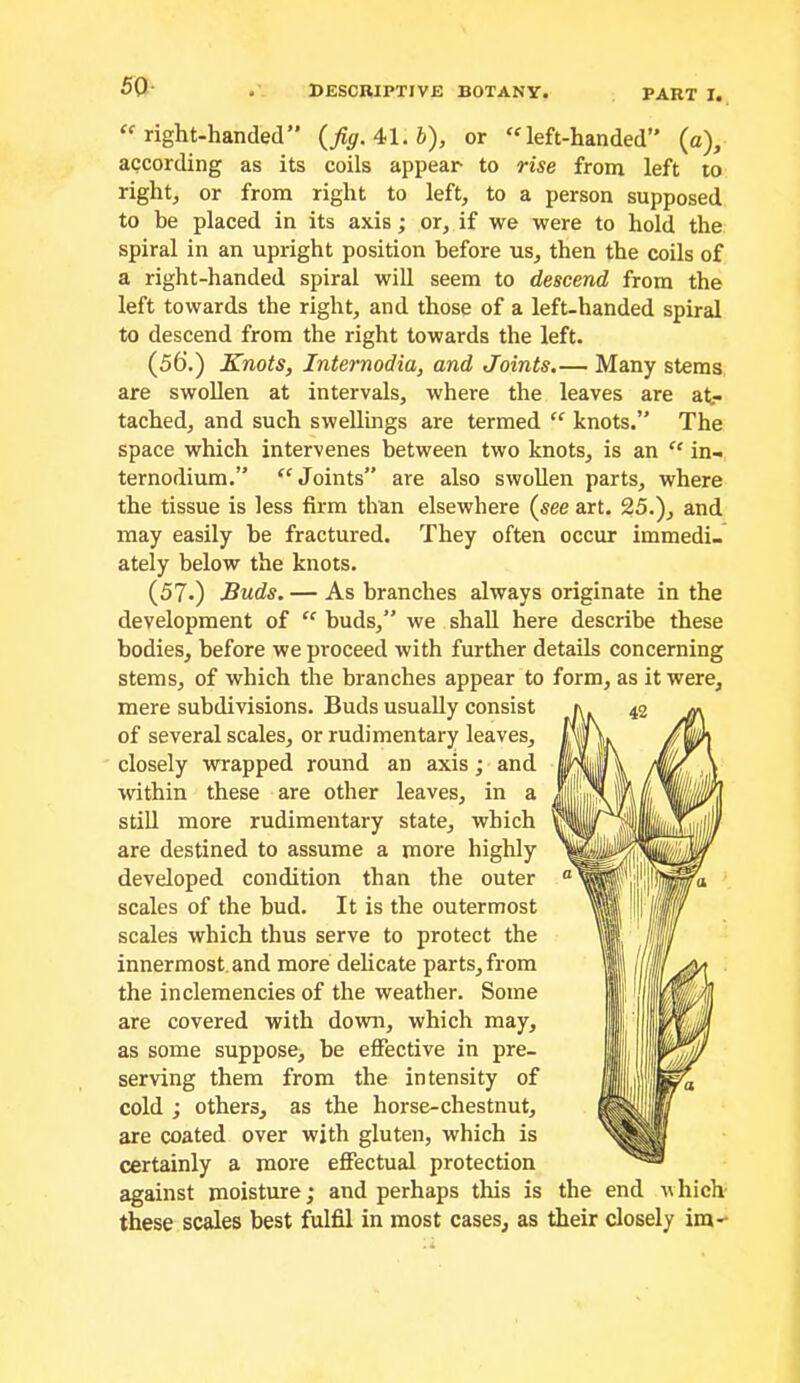 right-handed” {fig.Asl.h), or left-handed” (a), according as its coils appear to rise from left to right, or from right to left, to a person supposed to be placed in its axis; or, if we were to hold the spiral in an upright position before us, then the coils of a right-handed spiral will seem to descend from the left towards the right, and those of a left-handed spiral to descend from the right towards the left. (56.) Knots, Internodia, and Joints.— Many stems are swollen at intervals, where the leaves are at- tached, and such swellings are termed “ knots.” The space which intervenes between two knots, is an  in- ternodium,” '^Joints” are also swollen parts, where the tissue is less firm than elsewhere {see art. 25.), and may easily be fractured. They often occur immedi- ately below the knots. (57.) Buds. — As branches always originate in the development of “ buds,” we shall here describe these bodies, before we proceed with further details concerning stems, of which the branches appear to form, as it were, mere subdivisions. Buds usually consist of several scales, or rudimentary leaves, closely wrapped round an axis; and within these are other leaves, in a still more rudimentary state, which are destined to assume a more highly developed condition than the outer scales of the bud. It is the outermost scales which thus serve to protect the innermost, and more delicate parts, from the inclemencies of the weather. Some are covered with down, which may, as some suppose, be effective in pre- serving them from the intensity of cold ; others, as the horse-chestnut, are coated over with gluten, which is certainly a more effectual protection against moisture; and perhaps this is the end which- these scales best fulfil in most cases, as their closely ira--