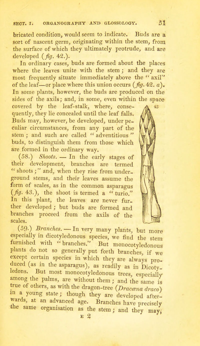 bricatecl condition, would seem to indicate. Buds are a sort of nascent germ, originating within the stem, from the surface of which they ultimately protrude, and are developed {fig. 42.). In ordinary cases, buds are formed about the places where the leaves unite with the stem; and they are most frequently situate immediately above the “ axil” of the leaf—or place where this union occurs {fig. 42. a). In some plants, however, the buds are produced on the sides of the axils; and, in some, even within the space covered by the leaf-stalk, where, conse- quently, they lie concealed until the leaf falls. Buds may, however, be developed, under pe- culiar circumstances, from any part of the stem ; and such are called “ adventitious ” buds, to distinguish them from those which are formed in the ordinary way. (58.) Shoots. — In the early stages of their development, branches are termed “ shoots ; ” and, when they rise from under- ground stems, and their leaves assume the form of scales, as in the common asparagus {fig. 43.), the shoot is termed a “ turio.” In this plant, the leaves are never fur- ther developed ; but buds are formed and branches proceed from the axils of the scales. (59.) Branches. — In very many plants, but more especially in dicotyledonous species, we find the stem furnished with “branches.” But monocotyledonous plants do not so generally put forth branches, if we except certain species in which they are always pro- duced (as in the asparagus), as readily as in Dicoty. ledons. But most monocotyledonous trees, especially among the palms, are without them; and the same is true of others, as with the dragon-tree {Braccsna draco') m a young state; though they are developed after- wards, at an advanced age. Branches have precisely the same organisation as the stem; and they may;