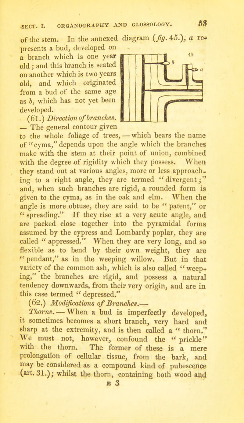 of the Stem. In the annexed diagram (Jig. 45.), a re- presents a bud, developed on a branch which is one year old; and this branch is seated on another which is two years old, and which originated from a bud of the same age as b, which has not yet been developed. (Ql.) Direction of branches. — The general contour given to the whole foliage of trees,—which bears the name of “cyma,” depends upon the angle which the branches make with the stem at their point of union, combined with the degree of rigidity which they possess. When they stand out at various angles, more or less approach- ing to a right angle, they are termed “divergent;” and, when such branches are rigid, a rounded form is given to the cyma, as in the oak and elm. When the angle is more obtuse, they are said to be “ patent,” or “ spreading.” If they rise at a very acute angle, and are packed close together into the pyramidal forms assumed by the cypress and Lombardy poplar, they are called “ appressed.” When they are very long, and so flexible as to bend by their own weight, they are “ pendant,” as in the weeping willow. But in that variety of the common ash, which is also called “weep- ing,” the branches are rigid, and possess a natural tendency downwards, from their very origin, and are in this case termed “ depressed.” (62.) Modifications of Branches.— Thorns. — When a hud is imperfectly developed, it sometimes becomes a short branch, very hard and sharp at the extremity, and is then called a “ thorn.” W^e must not, however, confound the “ prickle” with the thorn. The former of these is a mere prolongation of cellular tissue, from the bark, and may be considered as a compound kind of pubescence (art. 31.); whilst the thorn, containing both wood and