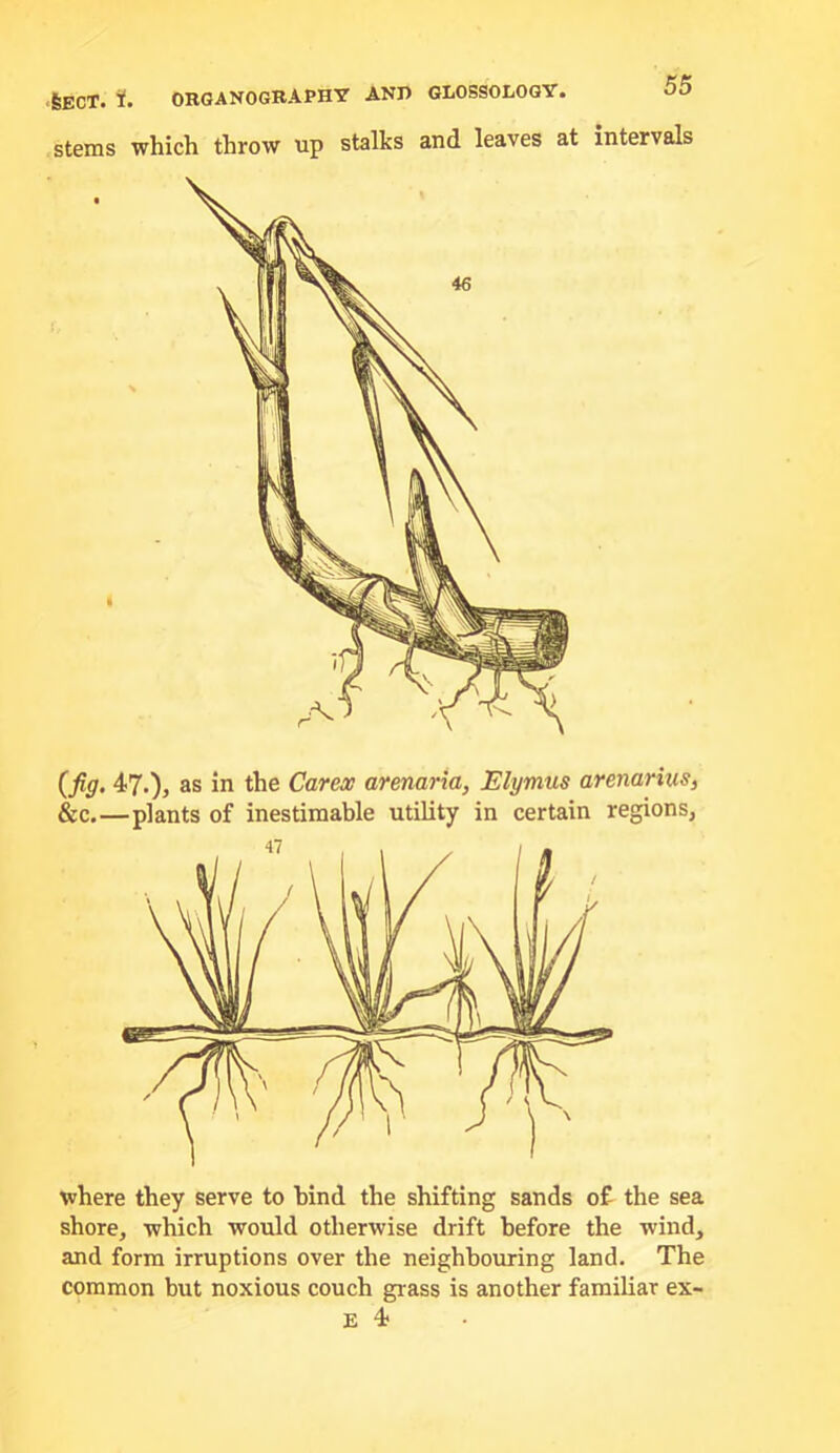 stems which throw up stalks and leaves at intervals (fig. 47.), as in the Carex armaria, JElymus arenarius, &c.—plants of inestimable utility in certain regions, where they serve to hind the shifting sands of the sea shore, which would otherwise drift before the wind, and form irruptions over the neighbouring land. The common but noxious couch grass is another familiar ex- E