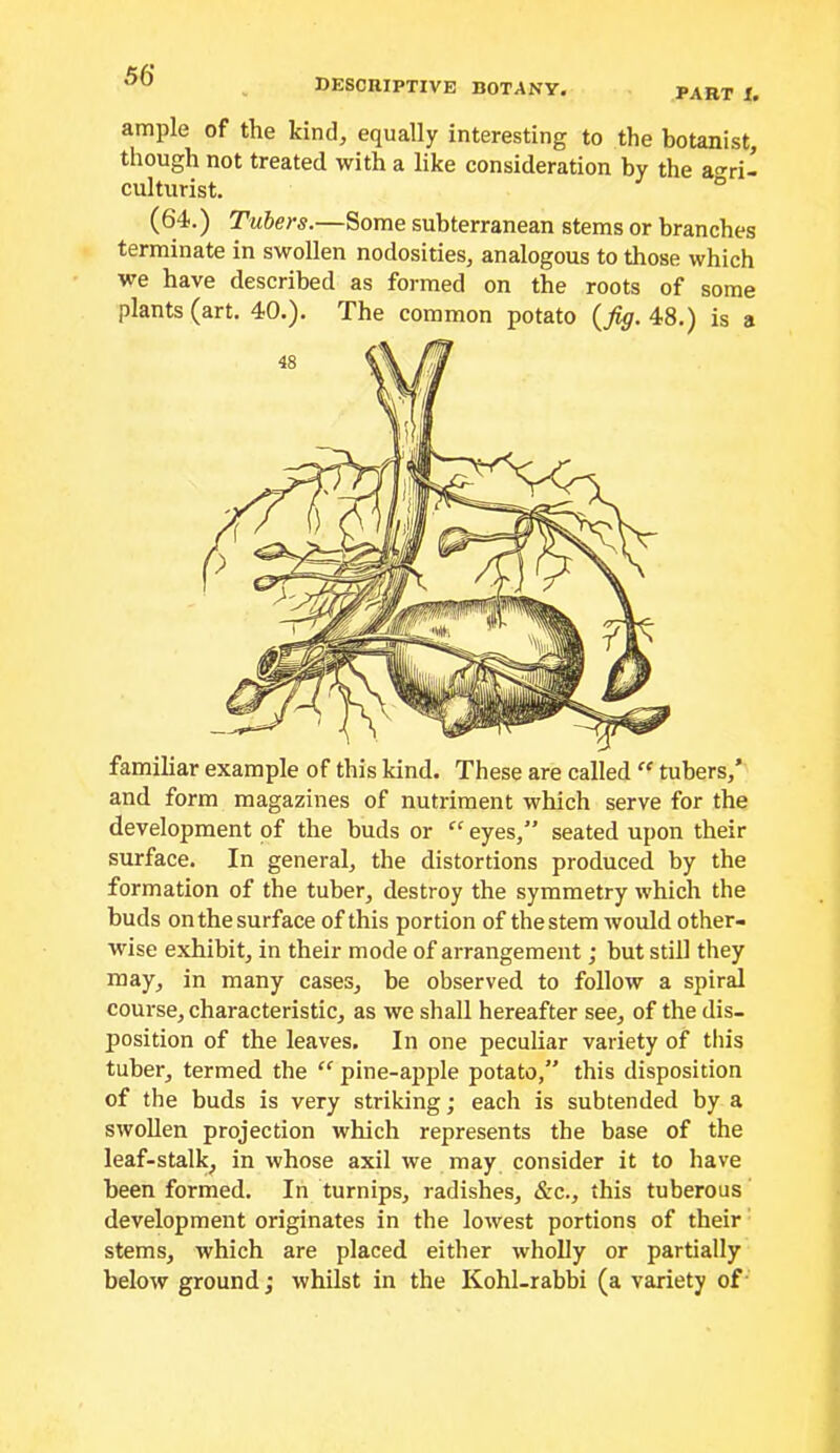 DESCniPTIVE BOTANY. PART i. ample of the kind, equally interesting to the botanist, though not treated with a like consideration by the agri- culturist. (64.) Tubers.—Some subterranean stems or branches terminate in swollen nodosities, analogous to those which we have described as formed on the roots of some plants (art. 40.). The common potato (^jig. 48.) is a familiar example of this kind. These are called  tubers,’ and form magazines of nutriment which serve for the development of the buds or “ eyes,” seated upon their surface. In general, the distortions produced by the formation of the tuber, destroy the symmetry which the buds on the surface of this portion of the stem would other- wise exhibit, in their mode of arrangement; but still they may, in many cases, be observed to follow a spiral course, characteristic, as we shall hereafter see, of the dis- position of the leaves. In one peculiar variety of this tuber, termed the “ pine-apple potato,” this disposition of the buds is very striking; each is subtended by a swollen projection which represents the base of the leaf-stalky in whose axil we may consider it to have been formed. In turnips, radishes, &c., this tuberous development originates in the lowest portions of their' stems, which are placed either wholly or partially below ground; whilst in the Kohl-rabbi (a variety of