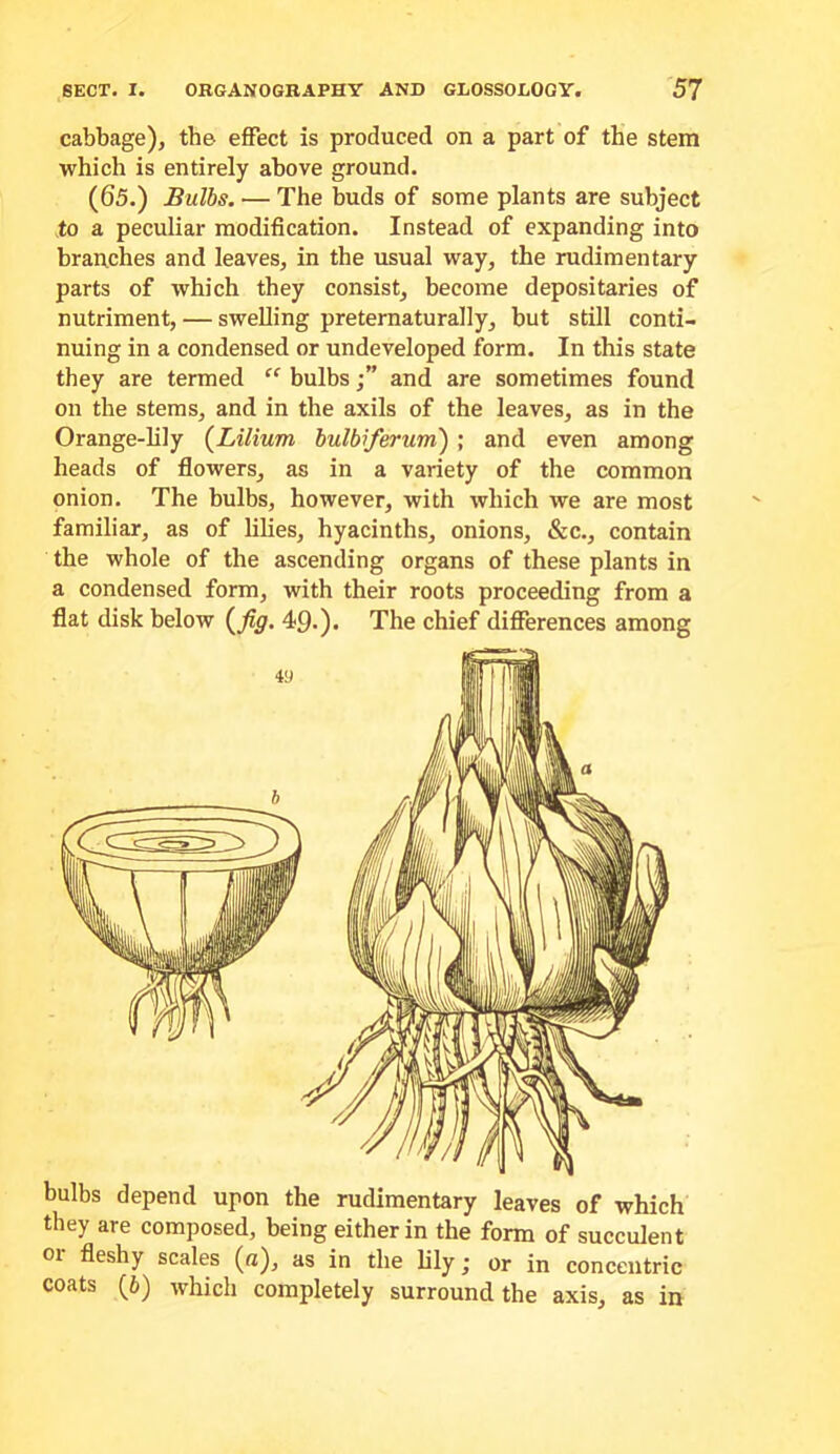 cabbage), the effect is produced on a part of the stem which is entirely above ground. (65.) Bulbs. — The buds of some plants are subject to a peculiar modification. Instead of expanding into branches and leaves, in the usual way, the rudimentary parts of which they consist, become depositaries of nutriment, — swelling preternaturally, but still conti- nuing in a condensed or undeveloped form. In this state they are termed “ bulbs •” and are sometimes found on the stems, and in the axils of the leaves, as in the Orange-Mly {Lilium, bulbiferurn) ; and even among heads of flowers, as in a variety of the common onion. The bulbs, however, with which we are most familiar, as of lilies, hyacinths, onions, &c., contain the whole of the ascending organs of these plants in a condensed form, with their roots proceeding from a flat disk below (^fig. 49.). The chief differences among bulbs depend upon the rudimentary leaves of which they are composed, being either in the form of succulent 01 fleshy scales (n), as in the lily; or in concentric coats (6) which completely surround the axis, as in