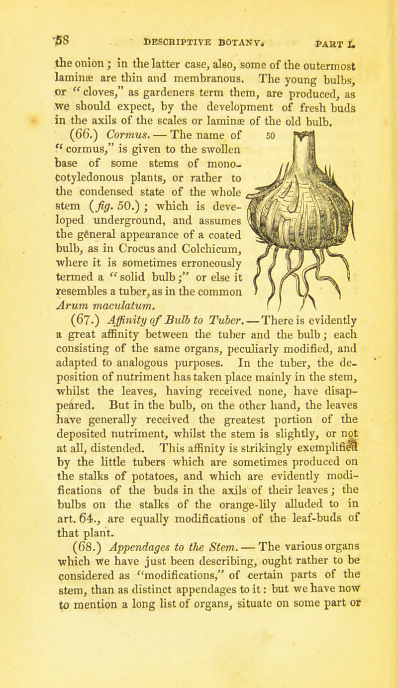 the onion; in the latter case, also, some of the outermost laminae are thin and membranous. The young bulbs, or  cloves,” as gardeners term them, are produced, as we should expect, by the development of fresh buds in the axils of the scales or laminae of the old bulb. (66.) Cormus. — The name of cormus,” is given to the swollen base of some stems of mono- Co tyledonous plants, or rather to the condensed state of the whole stem (^fig. 50.) ; which is deve- loped underground, and assumes the general appearance of a coated bulb, as in Crocus and Colchicum, where it is sometimes erroneously termed a ‘‘ solid bulbor else it resembles a tuber, as in the common Arum maculatum. (67.) Affinity of Bulb to Tuber. — There is evidently a great affinity between the tuber and the bulb; each consisting of the same organs, peculiarly modified, and adapted to analogous purposes. In the tuber, the de- position of nutriment has taken place mainly in the stem, whilst the leaves, having received none, have disap- peared. But in the bulb, on the other hand, the leaves have generally received the greatest portion of the deposited nutriment, whilst the stem is slightly, or not at all, distended. This affinity is strikingly exemplifi^ by the little tubers which are sometimes produced on the stalks of potatoes, and which are evidently modi- fications of the buds in the axils of their leaves; the bulbs on the stalks of the orange-lily alluded to in art. 64., are equally modifications of the leaf-buds of that plant. (68.) Appendages to the Stem. — The various organs which we have just been describing, ought rather to be considered as ‘^'modifications,” of certain parts of the stem, than as distinct appendages to it: but we have now to mention a long list of organs, situate on some part or