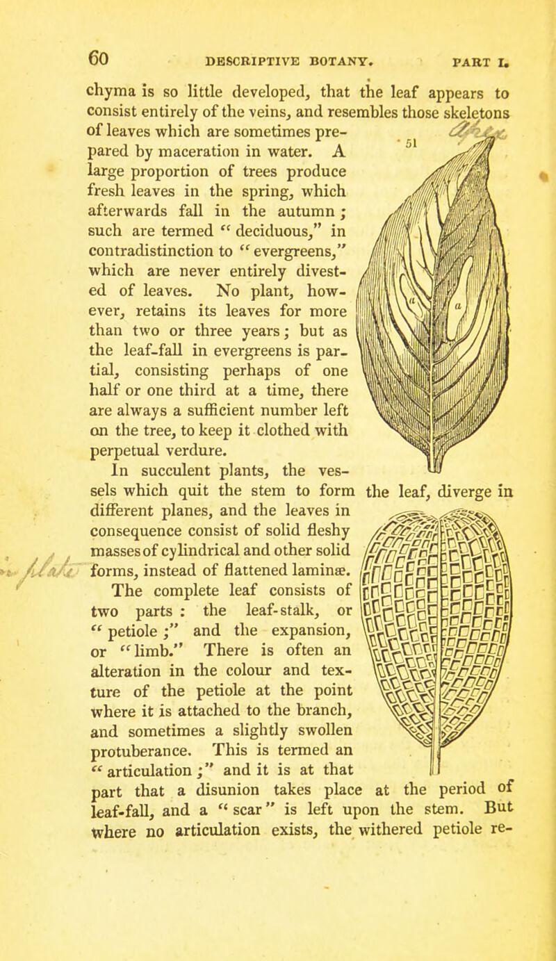 V-v, chyma is so little developed, that the leaf appears to consist entirely of the veins, and resembles those skeletons of leaves which are sometimes pre- “ pared by maceration in water. A large proportion of trees produce fresh leaves in the spring, which afterwards fall in the autumn; such are termed deciduous,” in contradistinction to “ evergreens,” which are never entirely divest- ed of leaves. No plant, how- ever, retains its leaves for more than two or three years; but as the leaf-fall in evergreens is par- tial, consisting perhaps of one half or one third at a time, there are always a sufficient number left on the tree, to keep it clothed with perpetual verdure. In succulent plants, the ves- sels which quit the stem to form the leaf, diverge in different planes, and the leaves in consequence consist of solid fleshy masses of cylindrical and other solid forms, instead of flattened laminse. The complete leaf consists of CflEBbcr two parts “ petiole the leaf- stalk, and the expansion, or ‘'limb.” There is often an alteration in the colour and tex- ture of the petiole at the point where it is attached to the branch, and sometimes a slightly swollen protuberance. This is termed an “ articulation ; ” and it is at that part that a disunion takes place at the period of leaf-fall, and a “scar” is left upon the stem. But where no articulation exists, the withered petiole re- ^rPDrcH