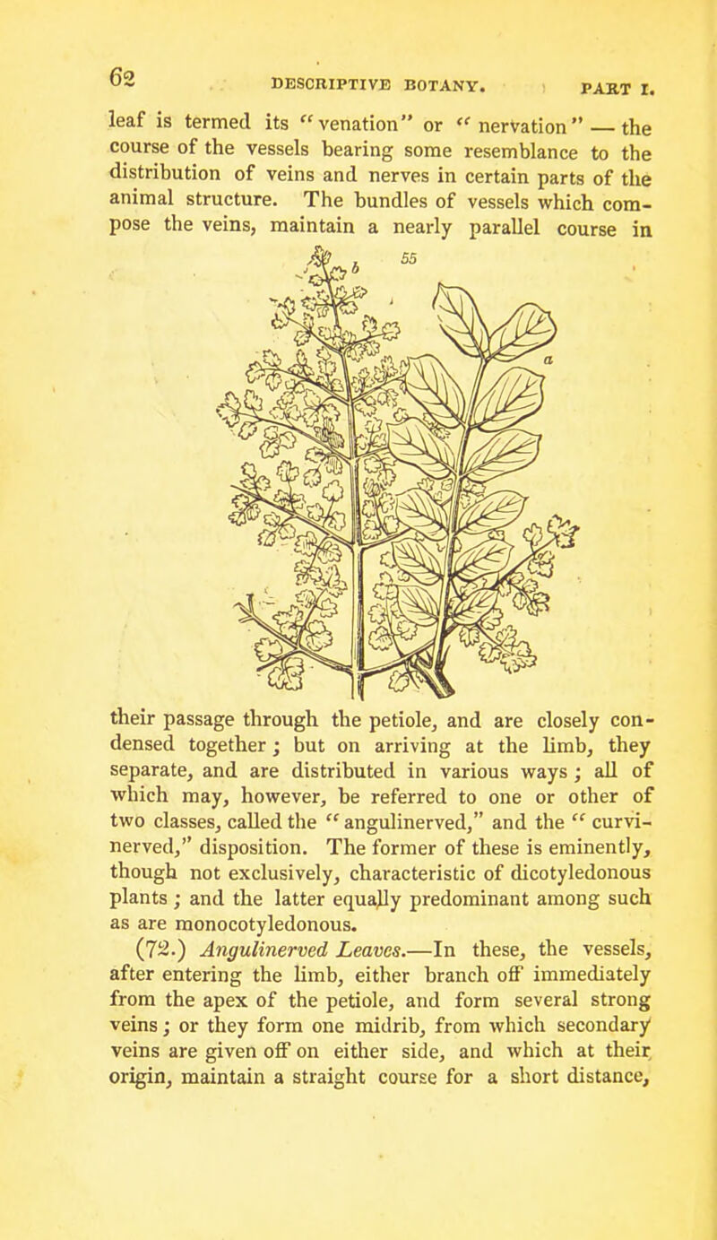 DESCRIPTIVE BOTANY. PART I. leaf is termed its venation” or nervation” the course of the vessels bearing some resemblance to the distribution of veins and nerves in certain parts of the animal structure. The bundles of vessels which com- pose the veins, maintain a nearly parallel course in their passage through the petiole, and are closely con- densed together; but on arriving at the limb, they separate, and are distributed in various ways; all of which may, however, be referred to one or other of two classes, called the  angulinerved,” and the “ curvi- nerved,” disposition. The former of these is eminently, though not exclusively, characteristic of dicotyledonous plants; and the latter equally predominant among such as are monocotyledonous. (72.) Angulinerved Leaves.—In these, the vessels, after entering the limb, either branch off immediately from the apex of the petiole, and form several strong veins; or they form one midrib, from which secondary veins are given off on either side, and which at their origin, maintain a straight course for a short distance.